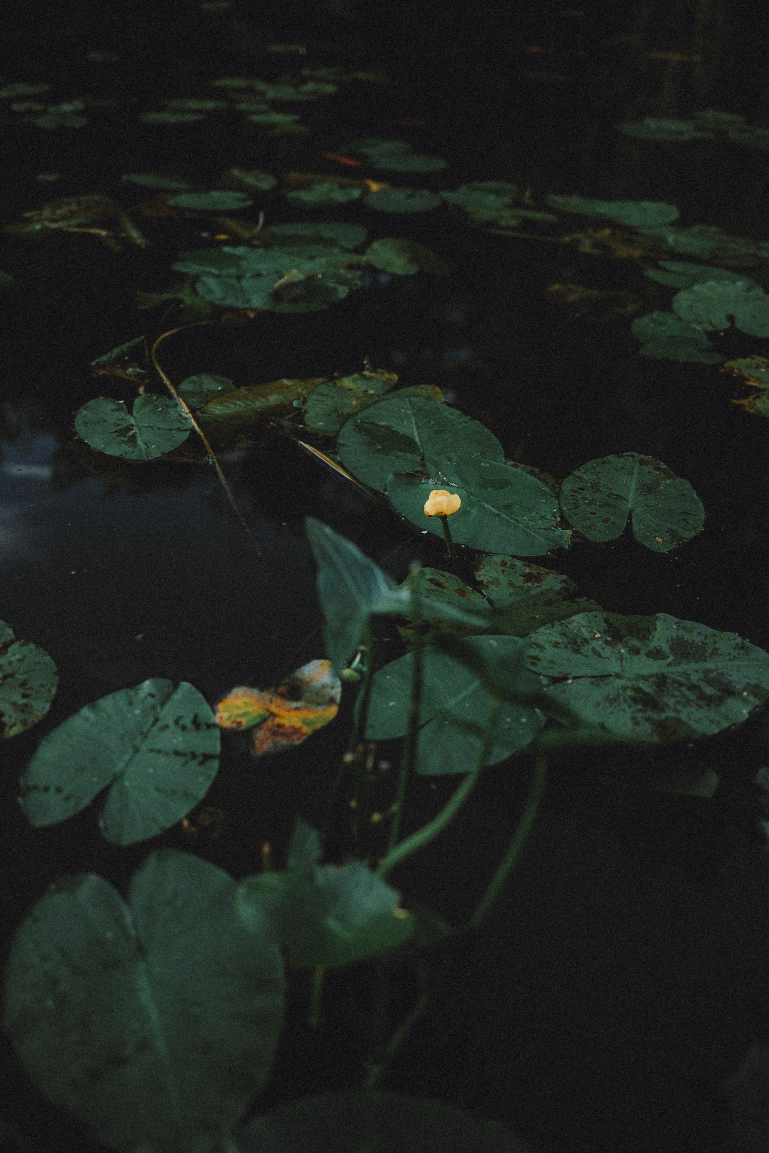 Маша и Джерри