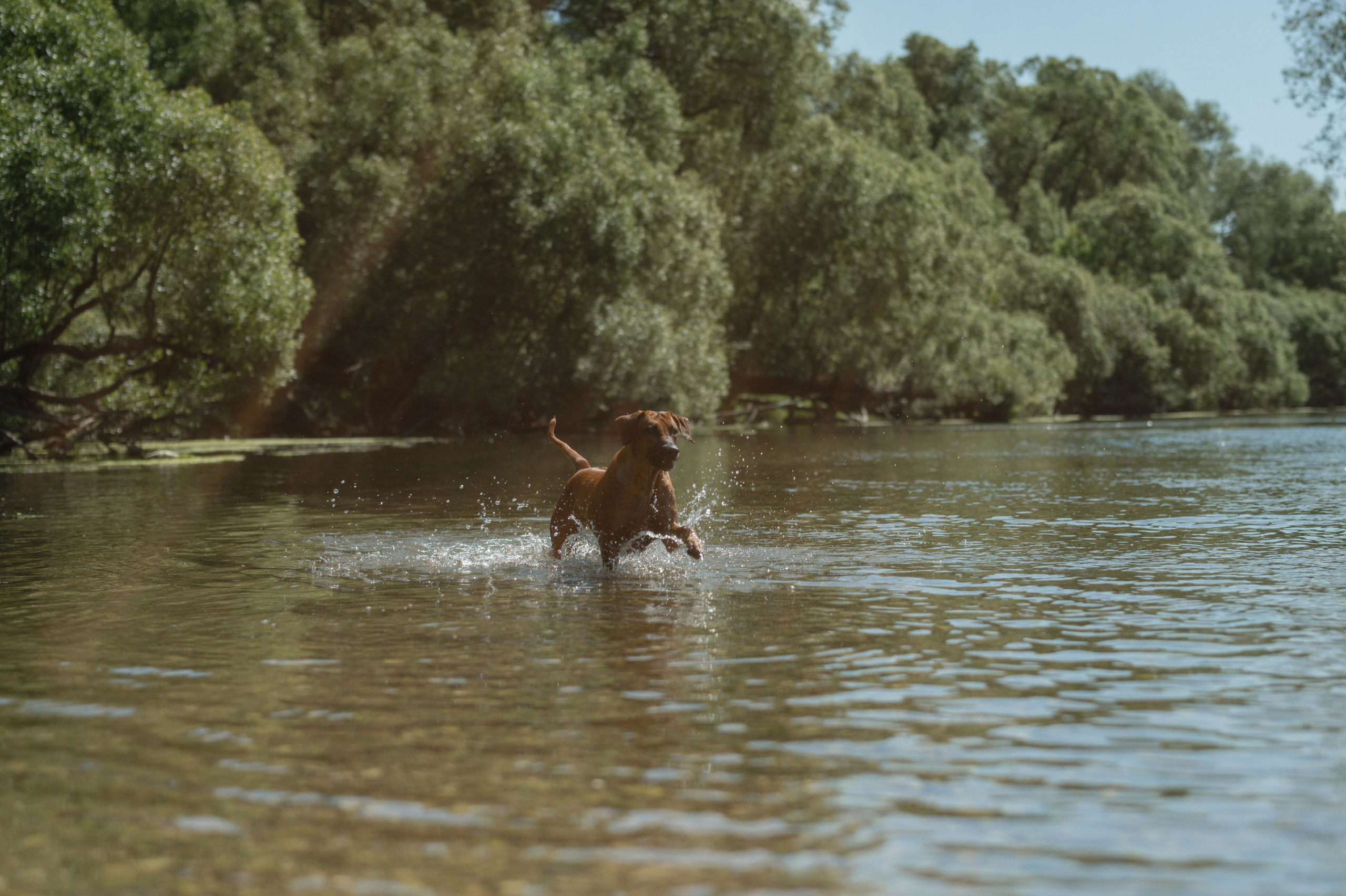 Белла ❤️. Семейный фотограф и анималист в Москве и Московской области