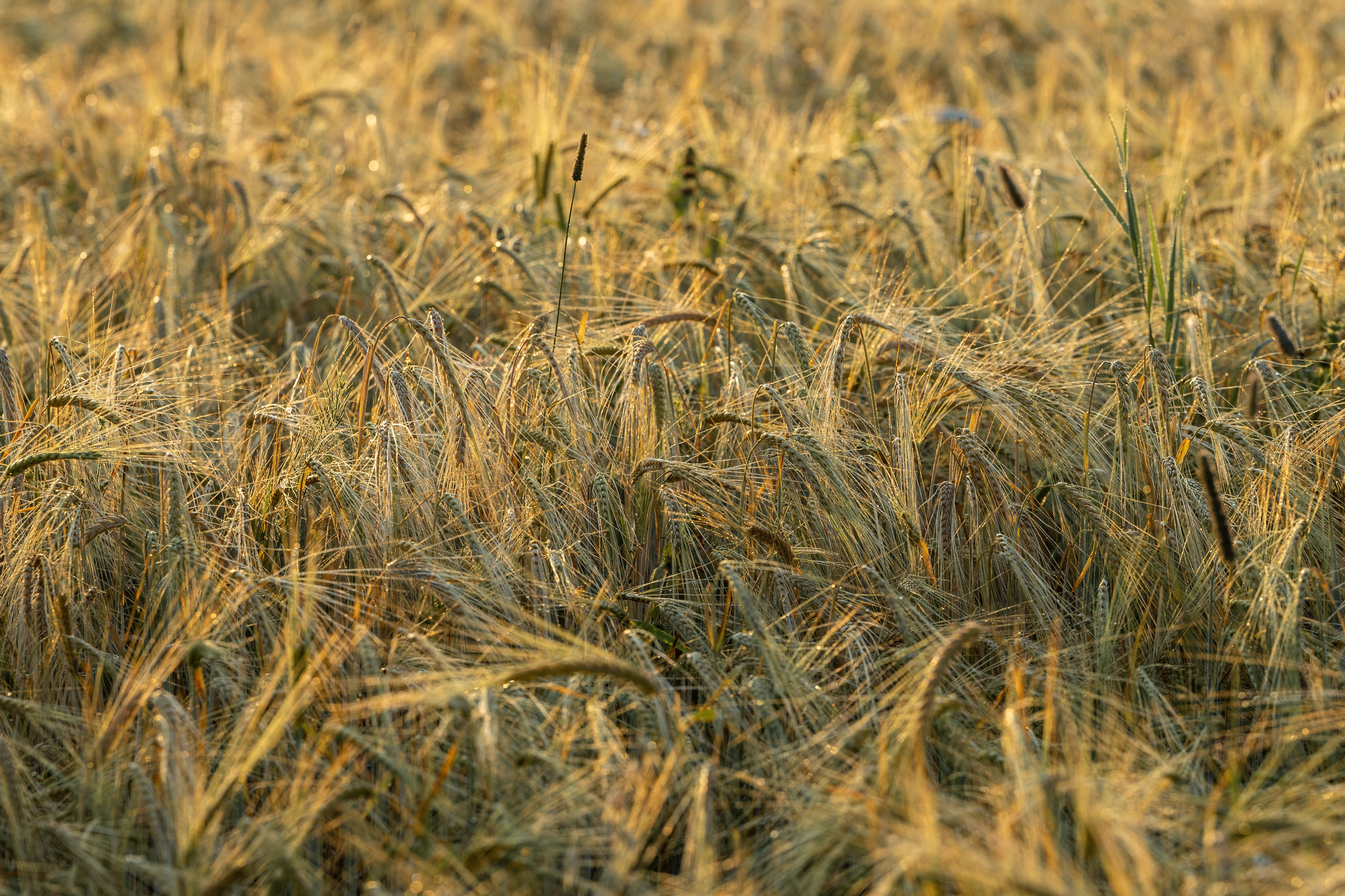 Природные пейзажи. Наталия Клевинскас портретный фотограф в Костроме