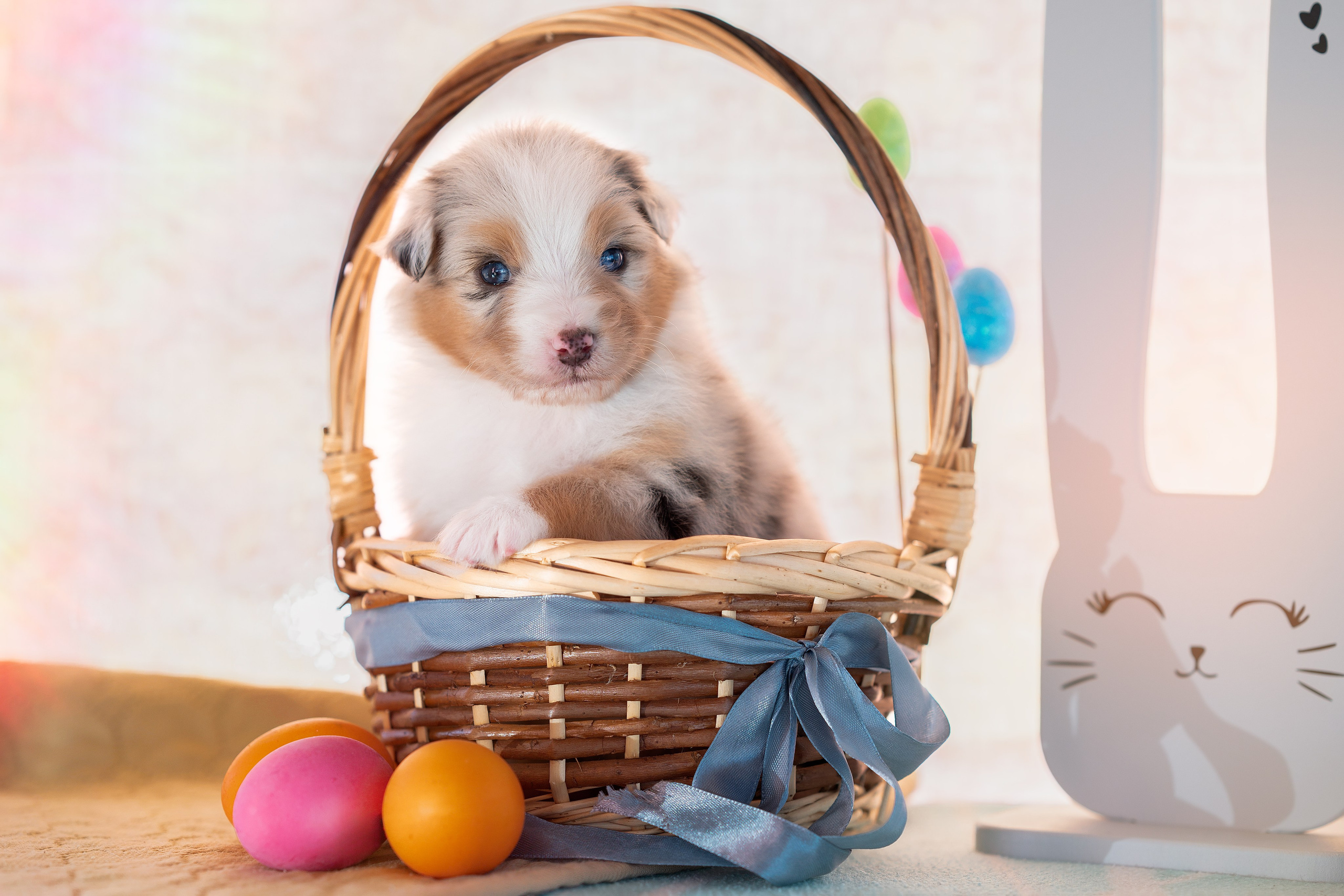 Заводчик Влада Эльман. Творческий фотограф Вологда