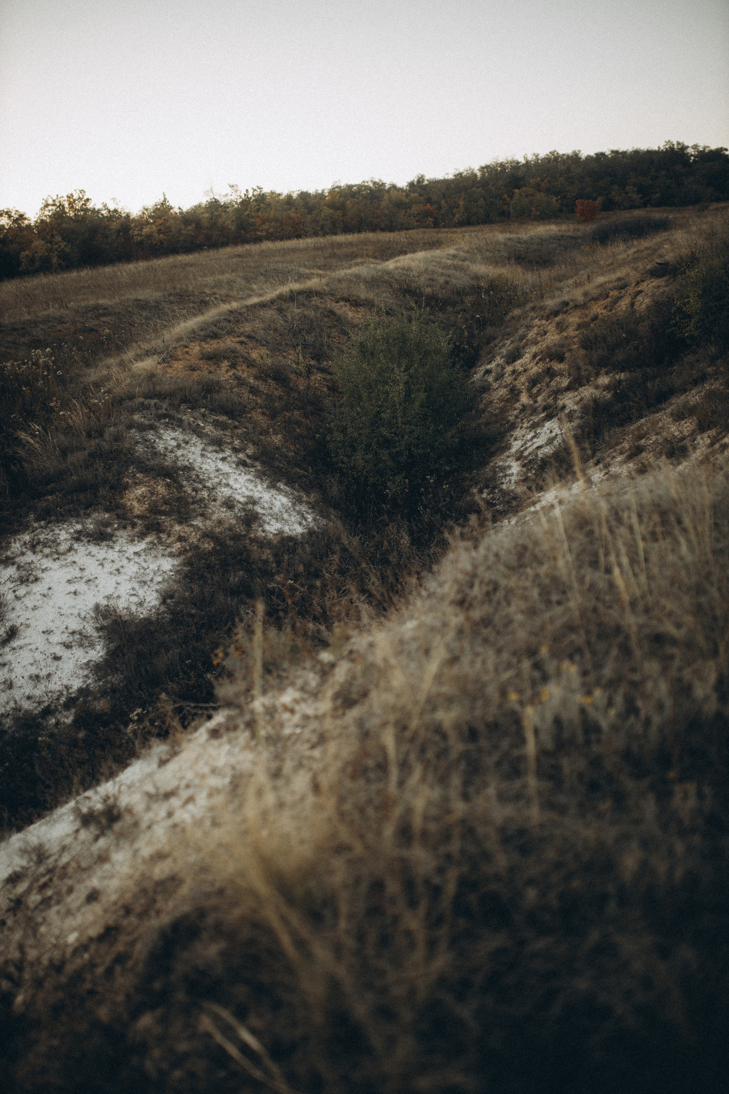 ALINA. Семейный фотограф Оля Гладченко