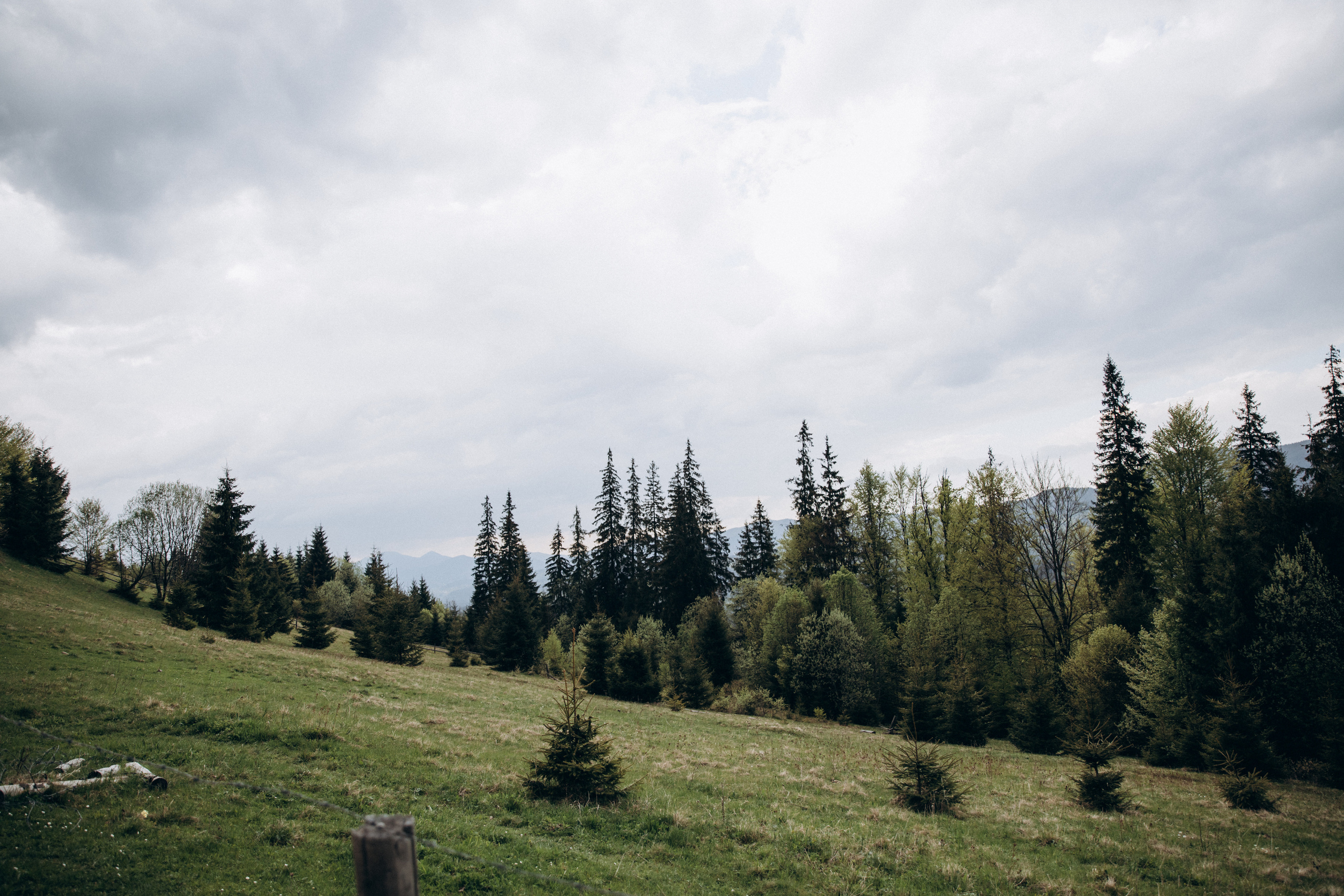 Карпаты. Никита, Флора и Аня. Семейный фотограф Оля Гладченко