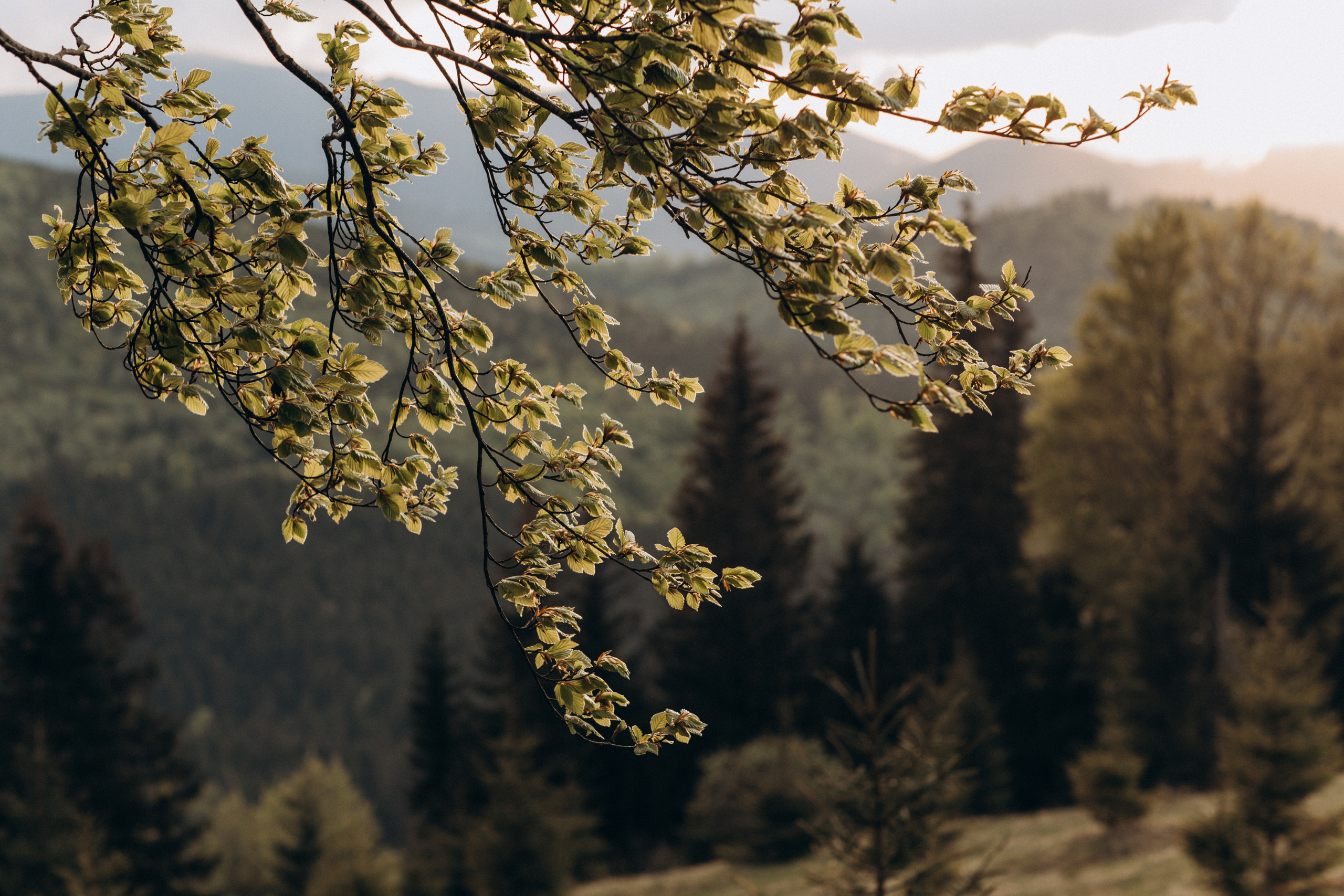 Карпаты. Никита, Флора и Аня. Семейный фотограф Оля Гладченко