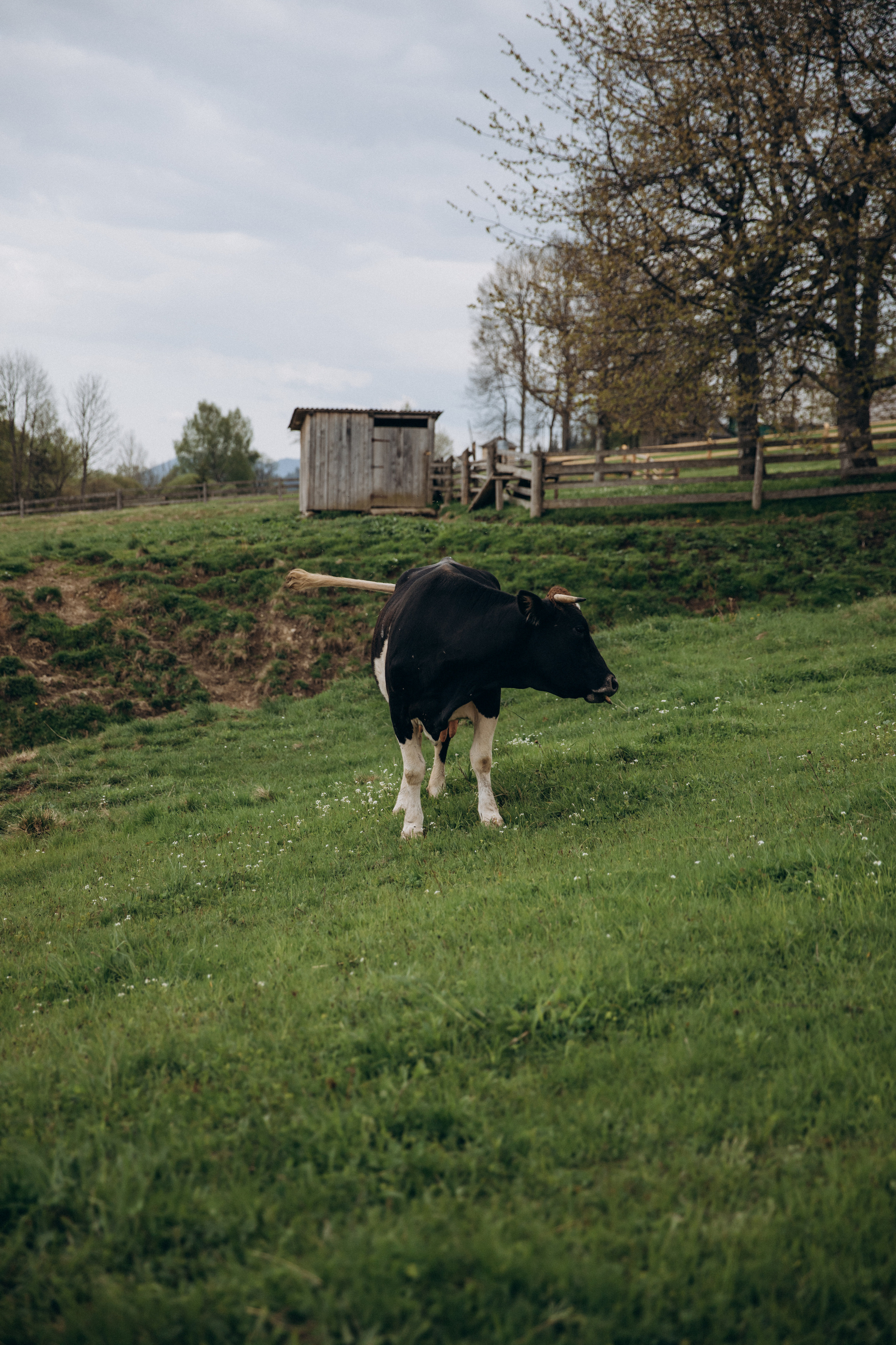 Карпаты. Никита, Флора и Аня. Семейный фотограф Оля Гладченко
