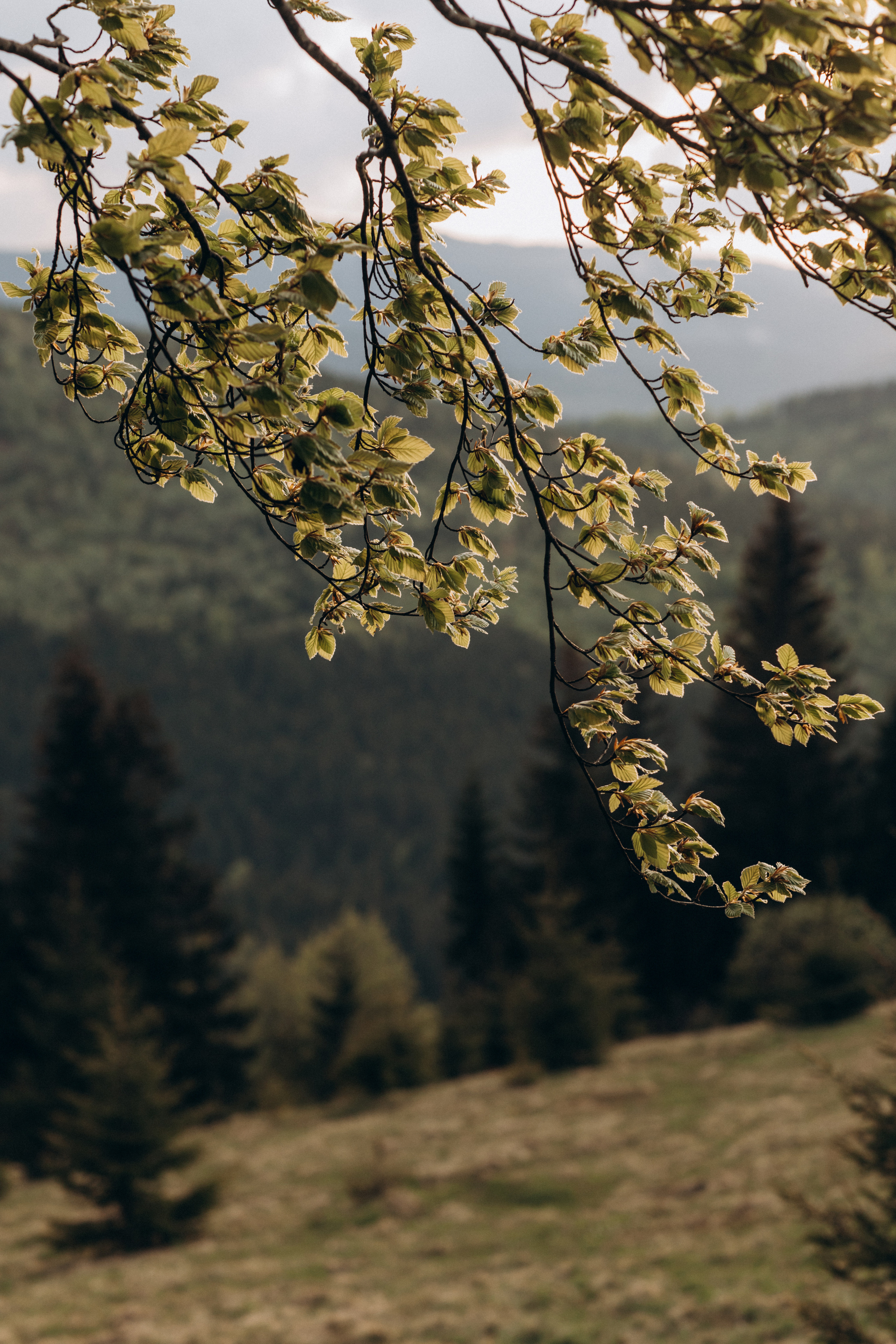 Мама Аня и Флора. Семейный фотограф Оля Гладченко