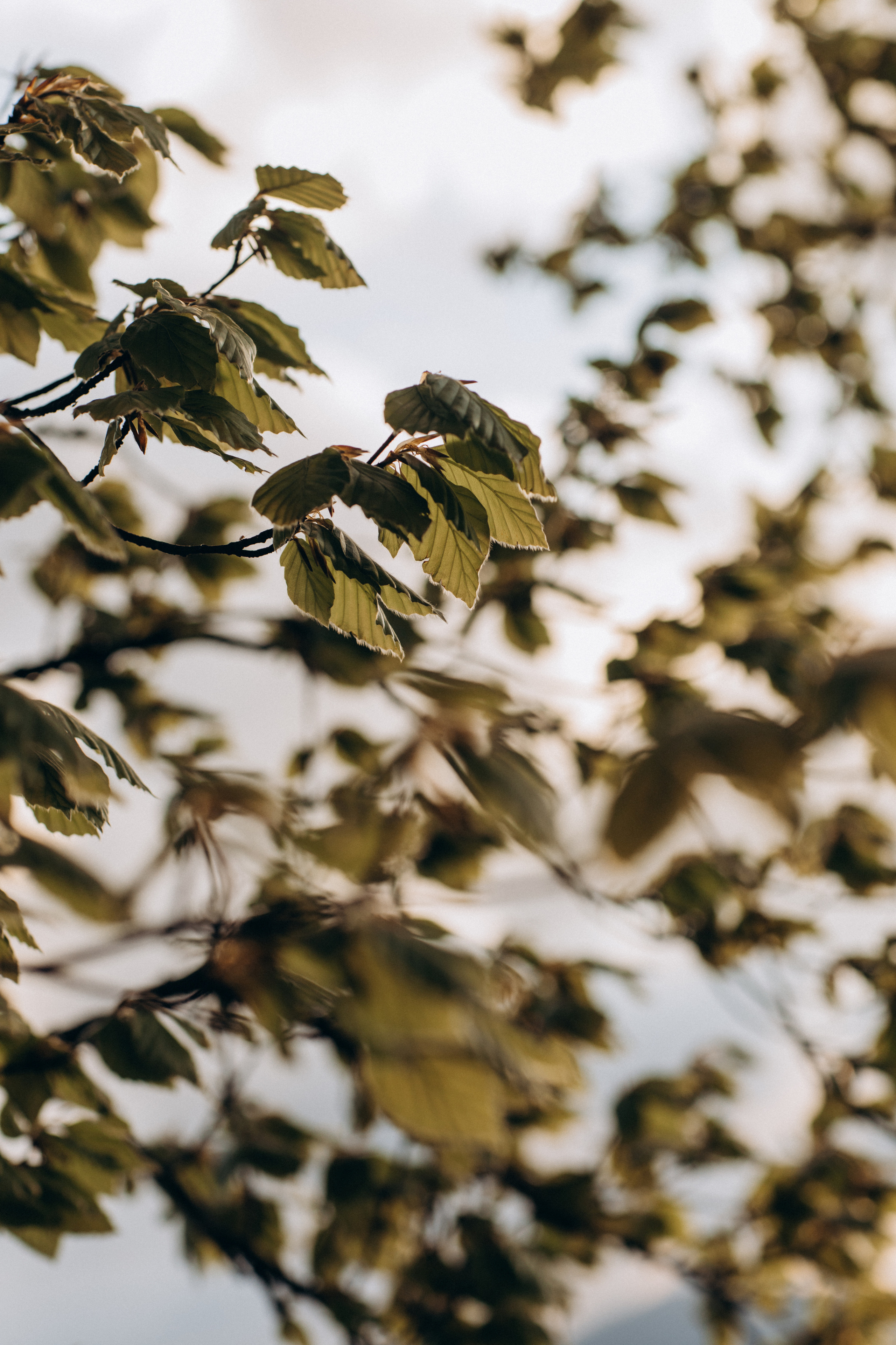 Мама Аня и Флора. Семейный фотограф Оля Гладченко