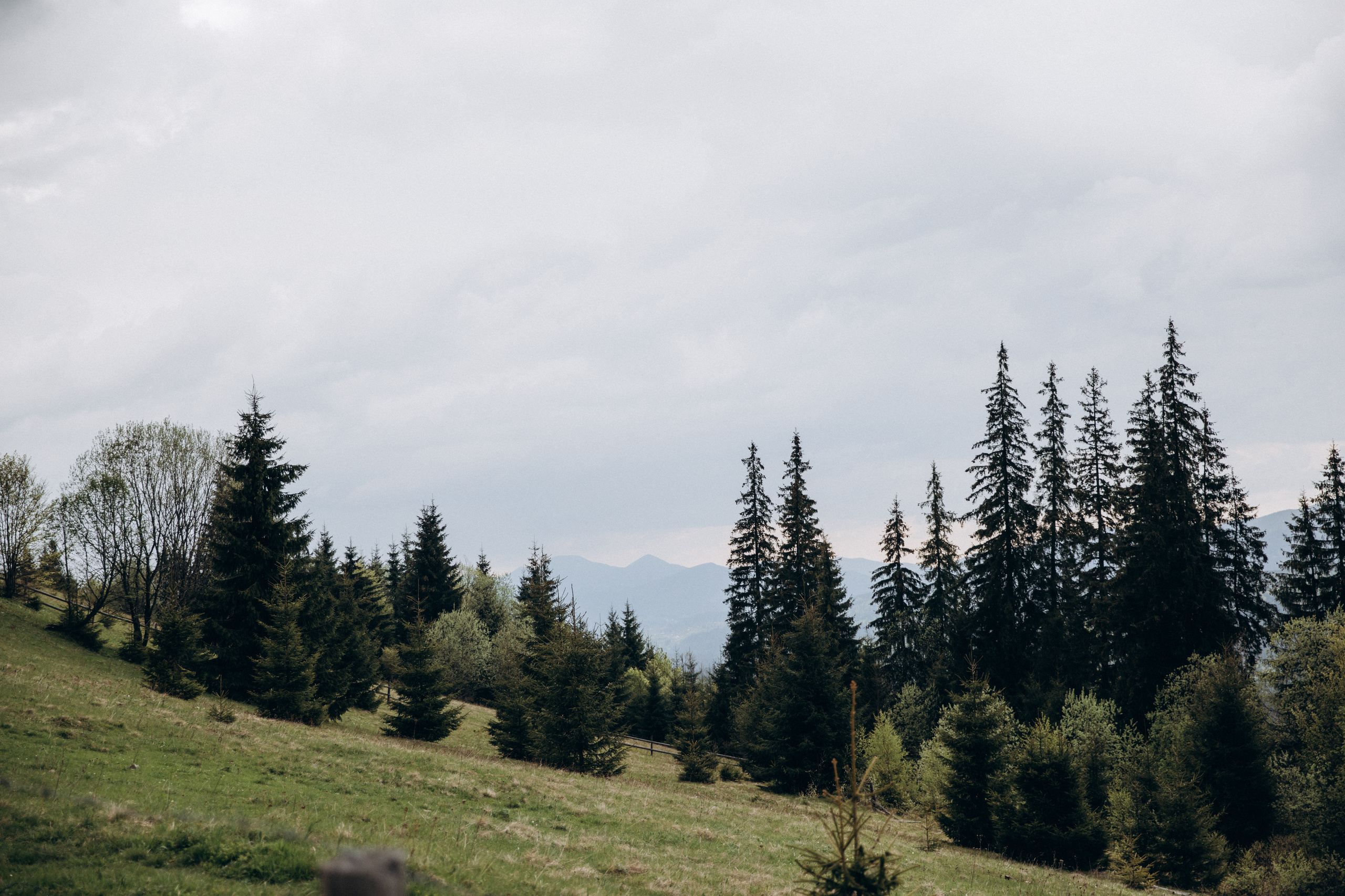Карпаты. Никита, Флора и Аня. Семейный фотограф Оля Гладченко