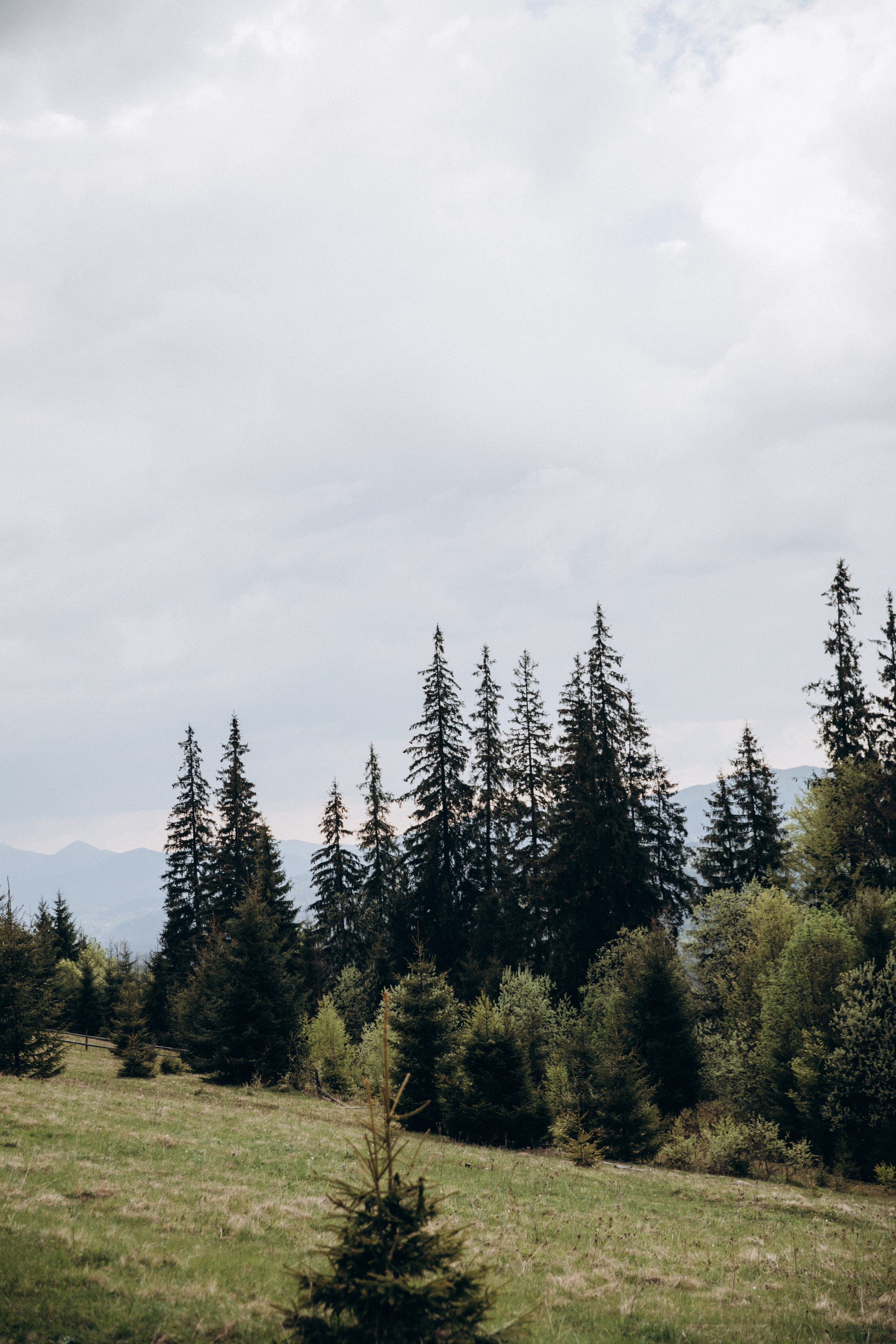 Карпаты. Никита, Флора и Аня. Семейный фотограф Оля Гладченко