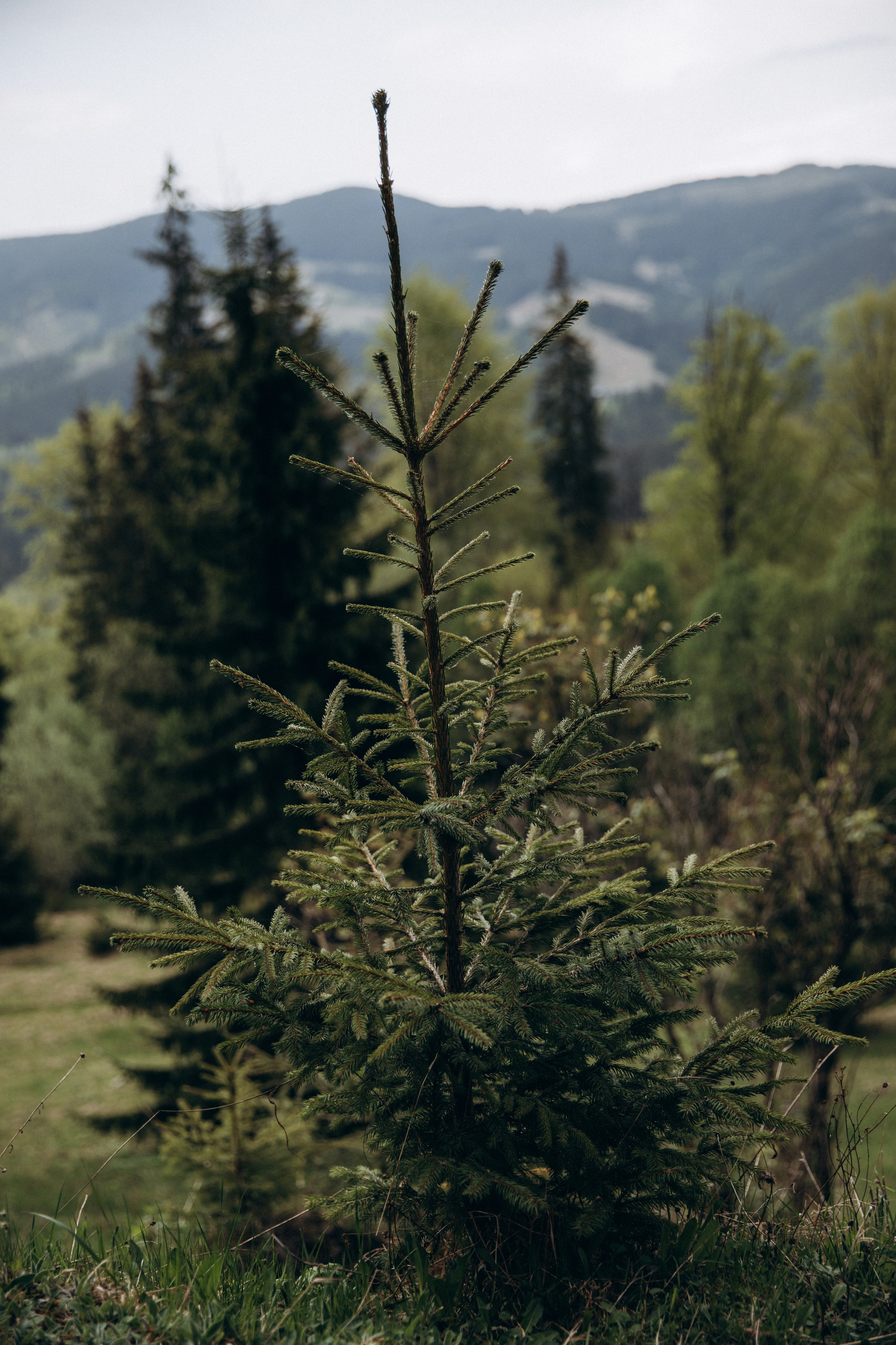 Карпаты. Никита, Флора и Аня. Семейный фотограф Оля Гладченко