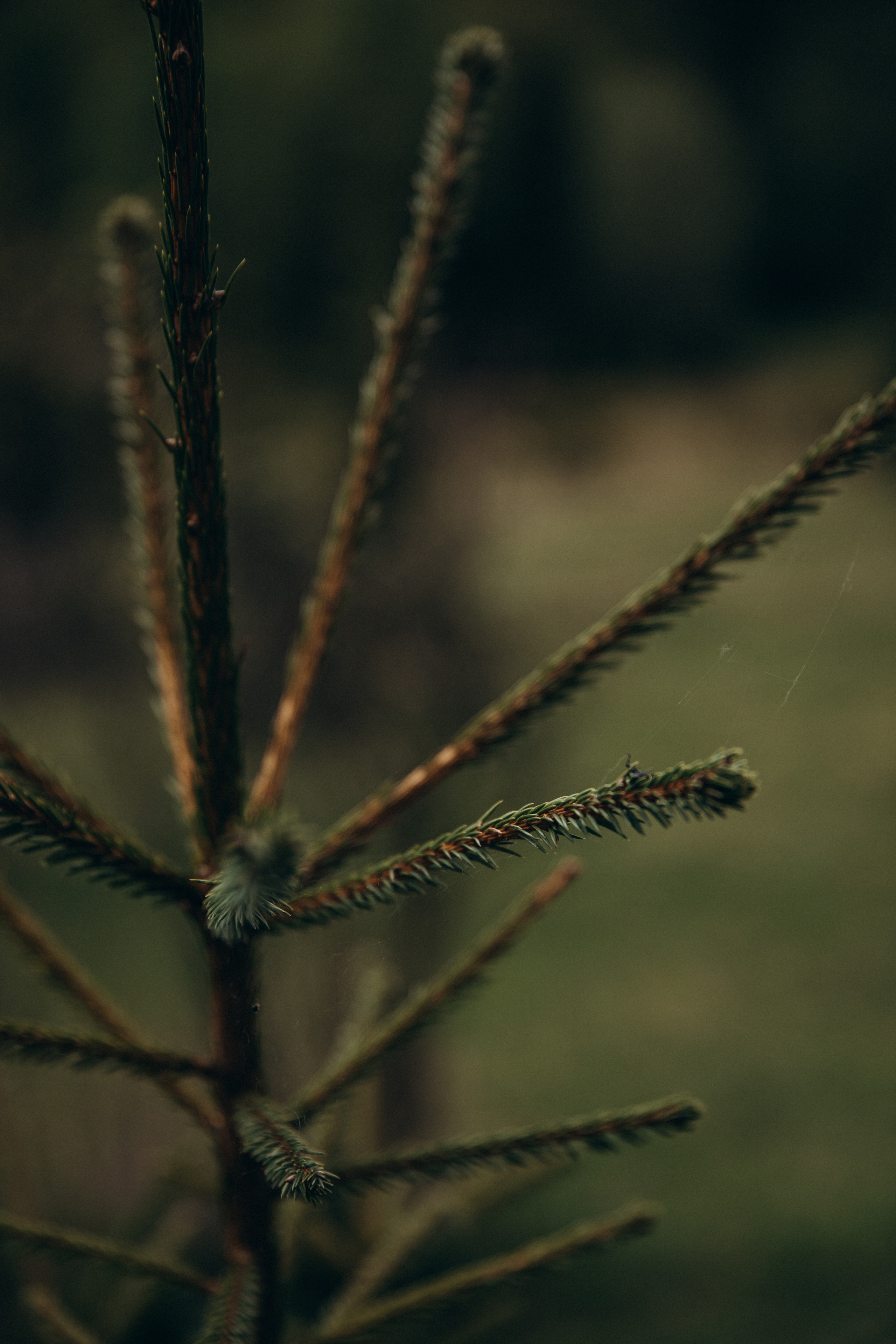 Карпаты. Никита, Флора и Аня. Семейный фотограф Оля Гладченко
