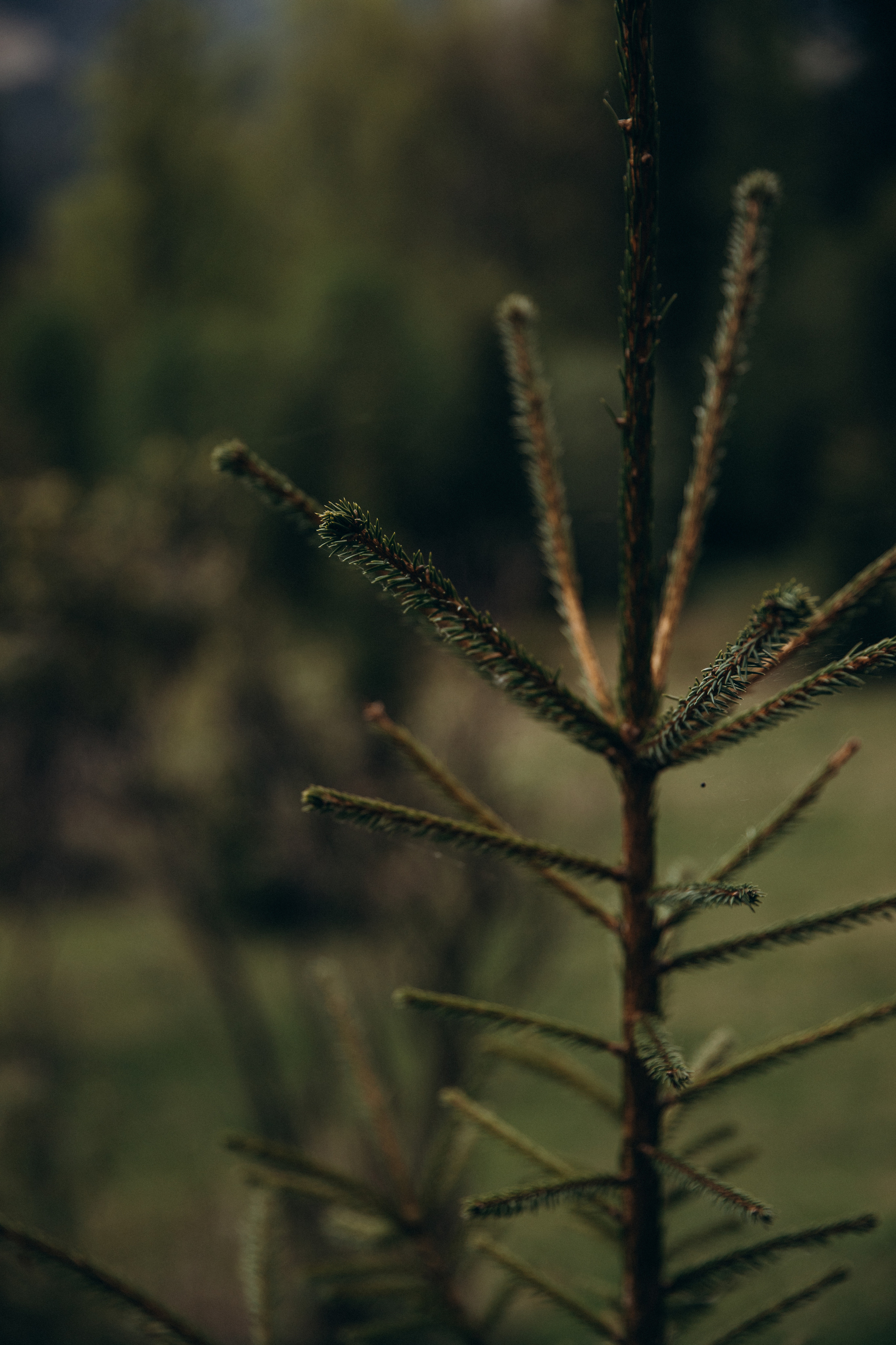 Карпаты. Никита, Флора и Аня. Семейный фотограф Оля Гладченко