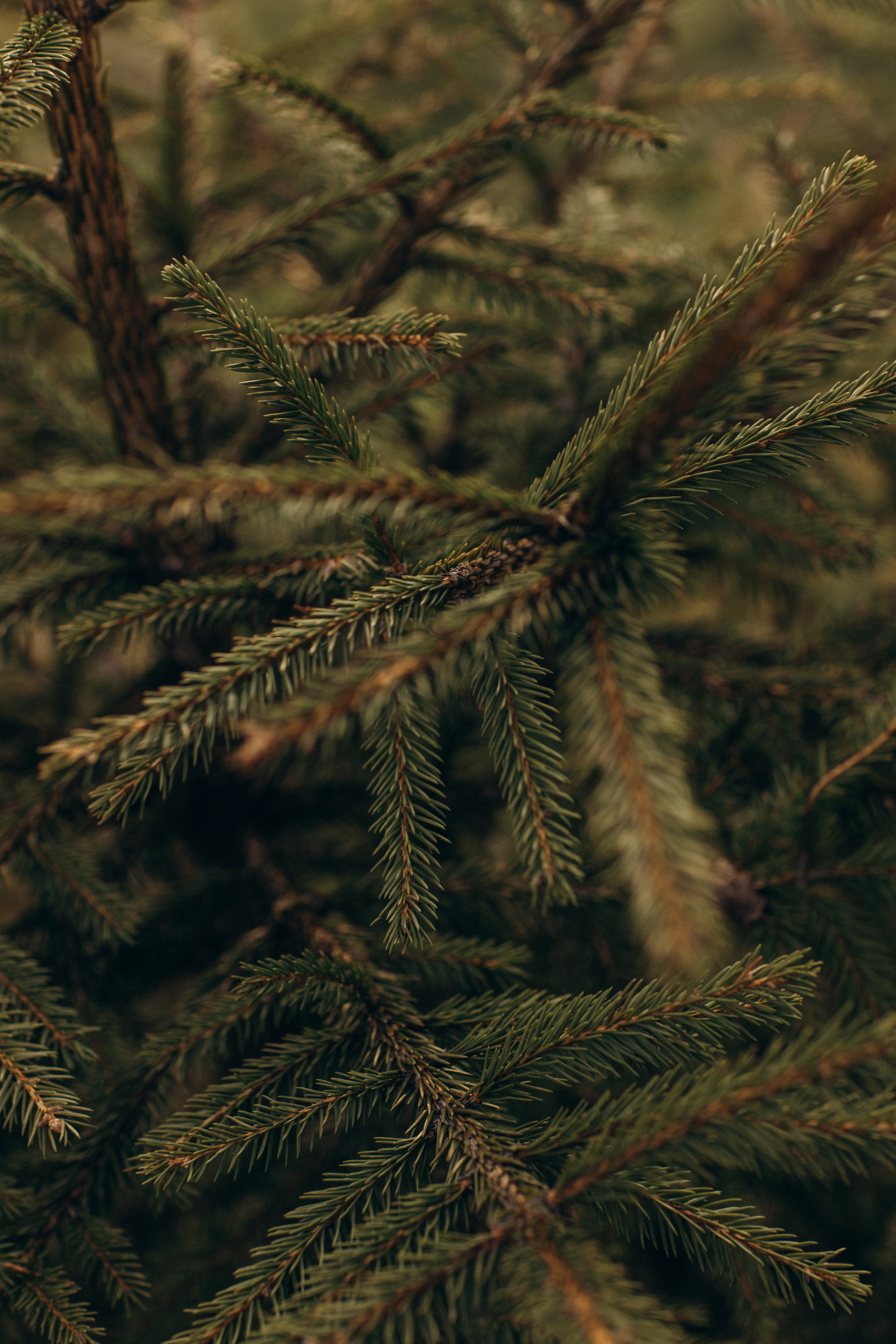 Мама Аня и Флора. Семейный фотограф Оля Гладченко