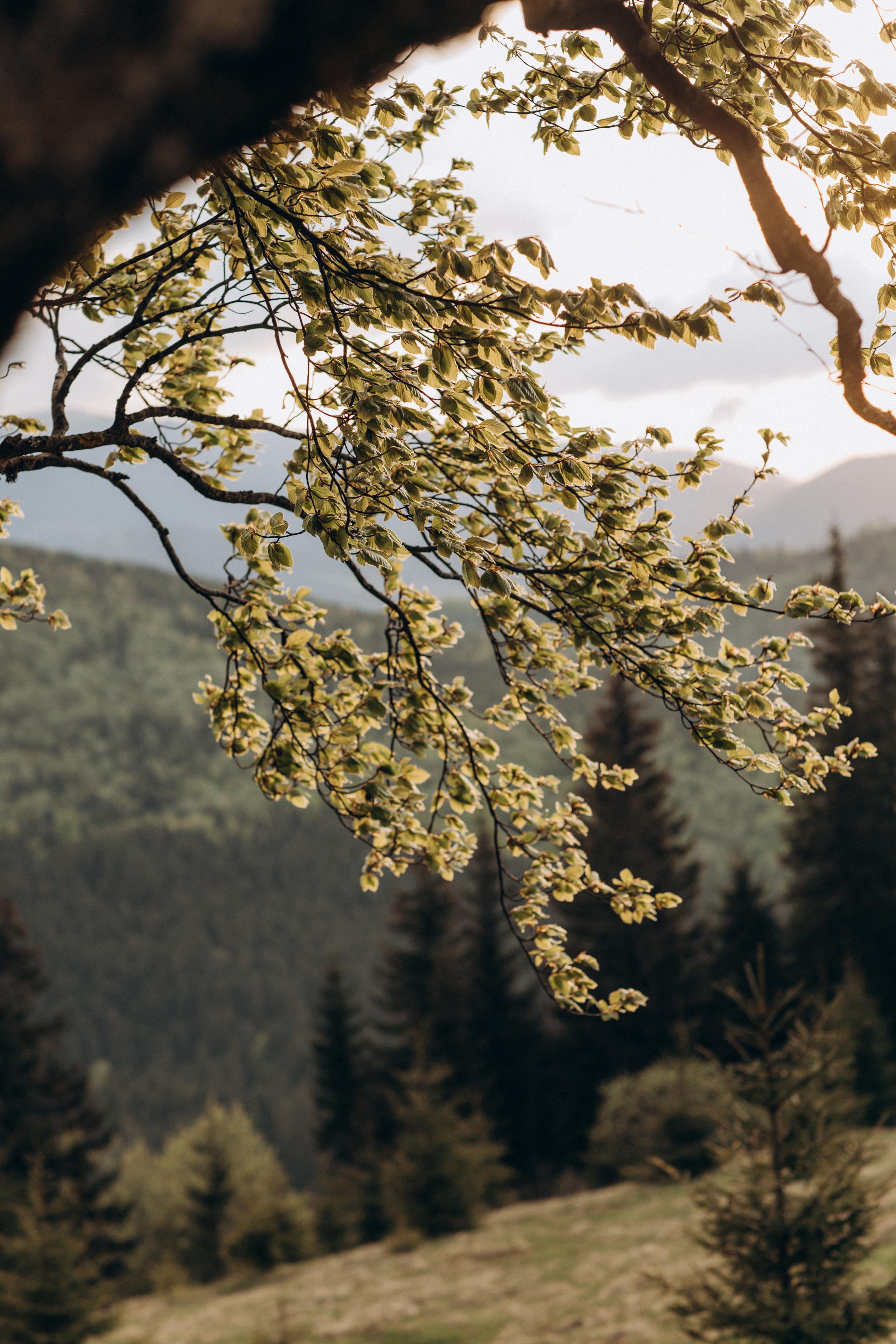 Карпаты. Никита, Флора и Аня. Семейный фотограф Оля Гладченко