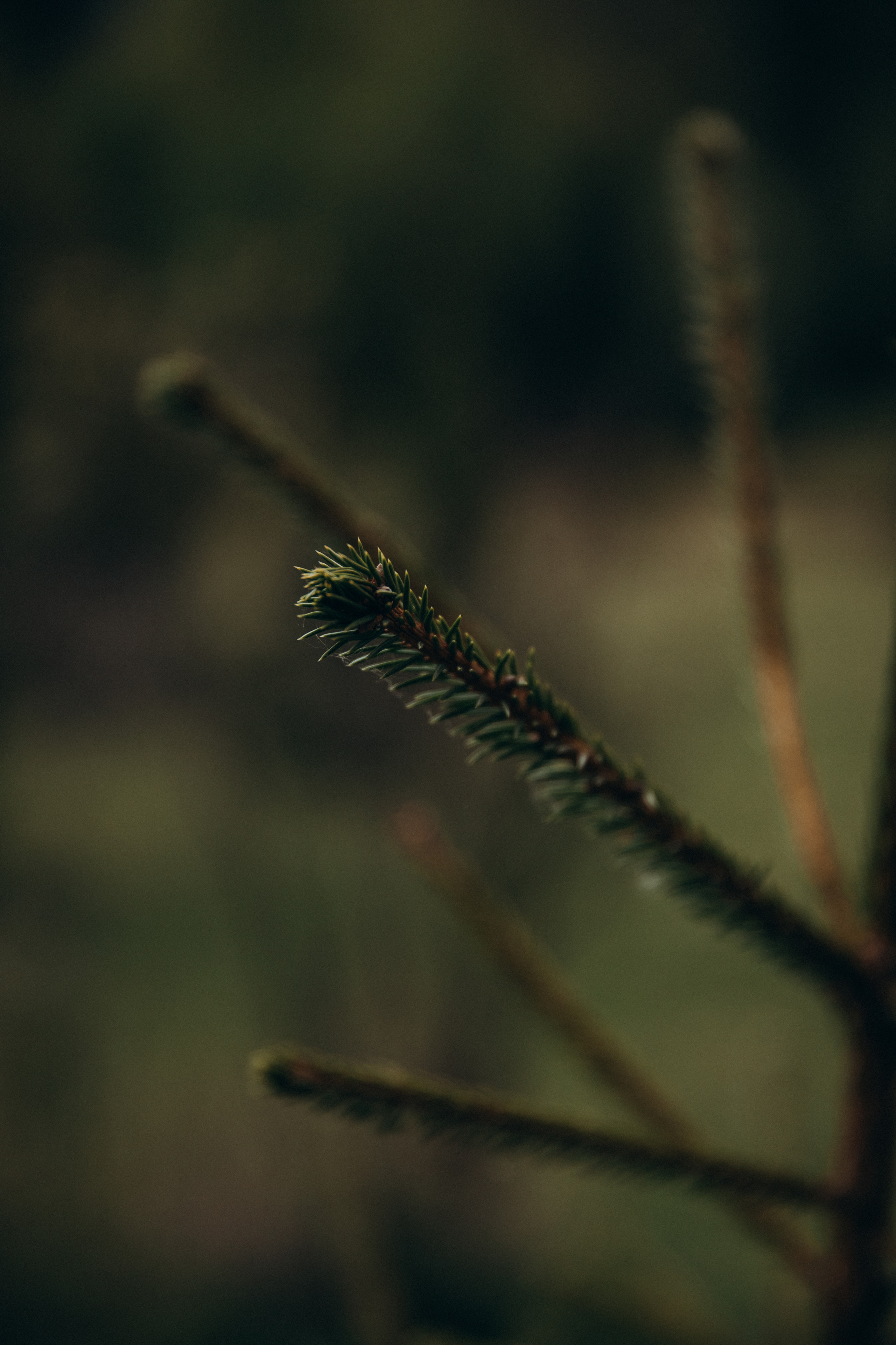 Карпаты. Никита, Флора и Аня. Семейный фотограф Оля Гладченко