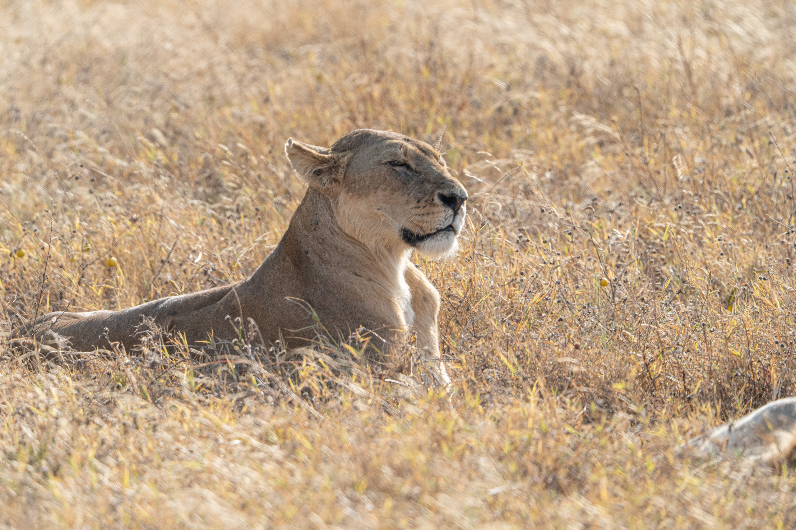 Танзания, сафари, 2025. Творческие сьемки