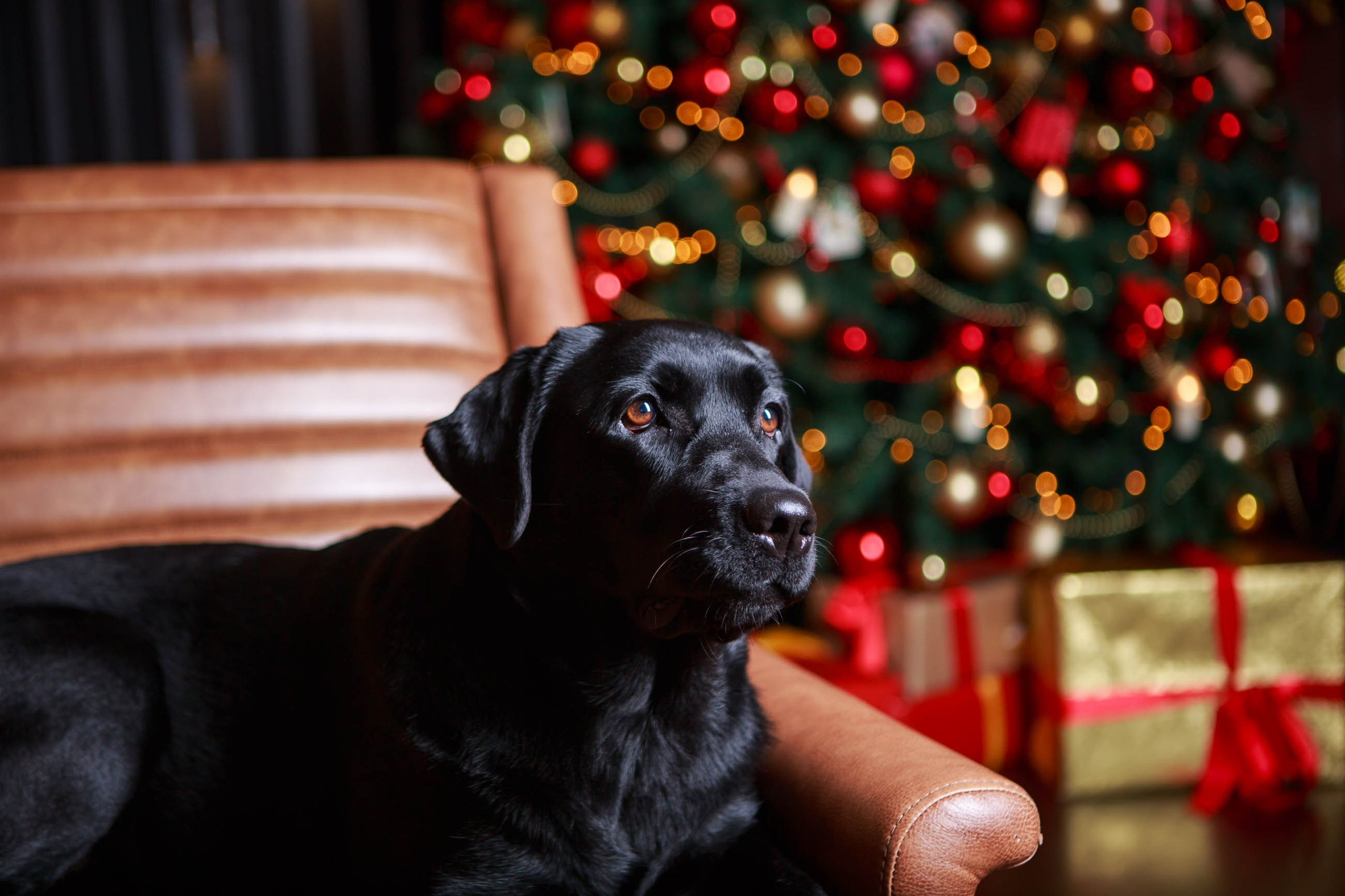 Лабрадор ретривер и курчавошерстный ретривер фотосессия на Новый год в фотостудии. Семейный и детский фотограф в Москве Мария Быкова