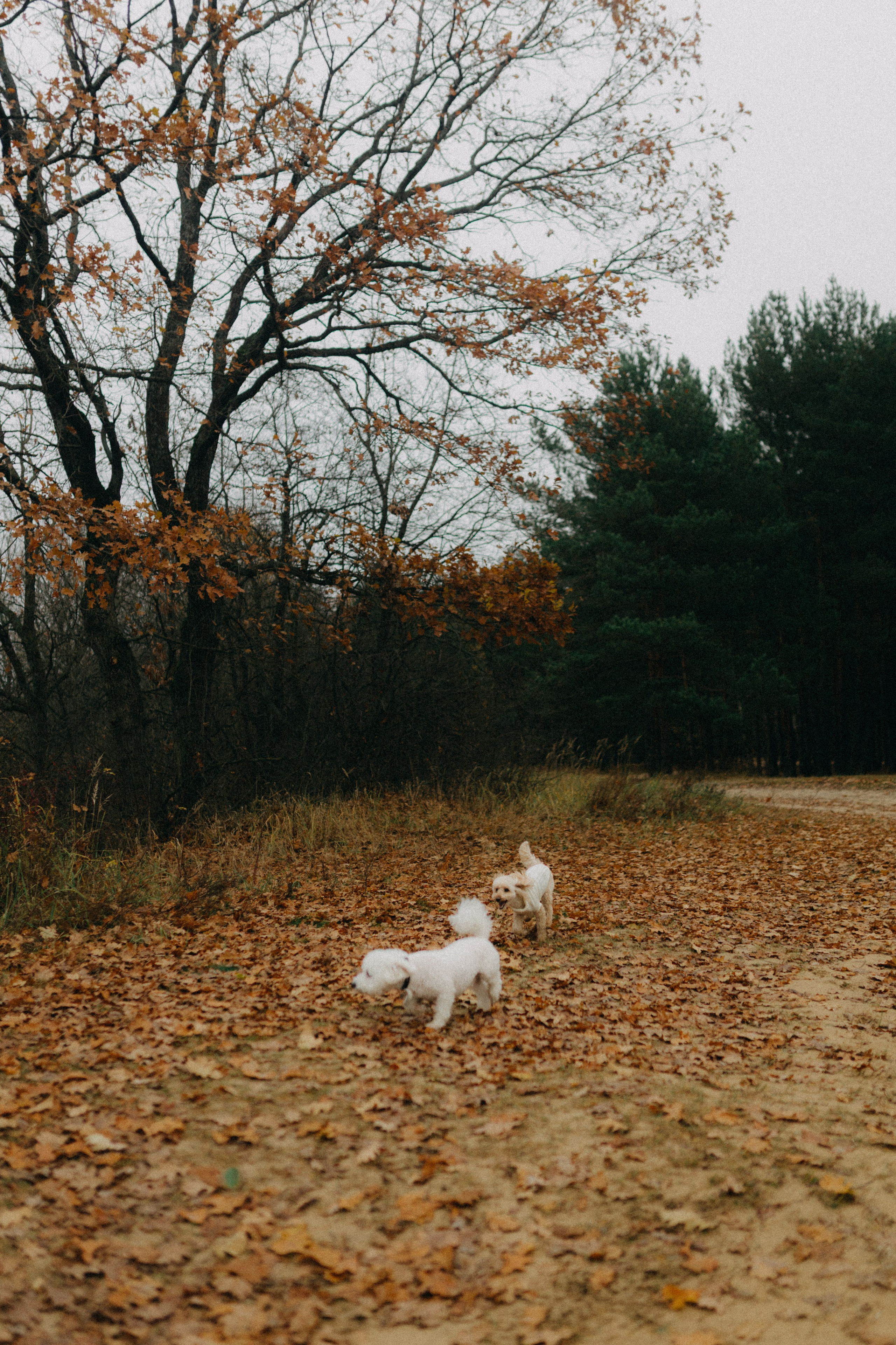 Лена & Миша. Фотограф НОГИНСК, Москва, Анастасия Белая