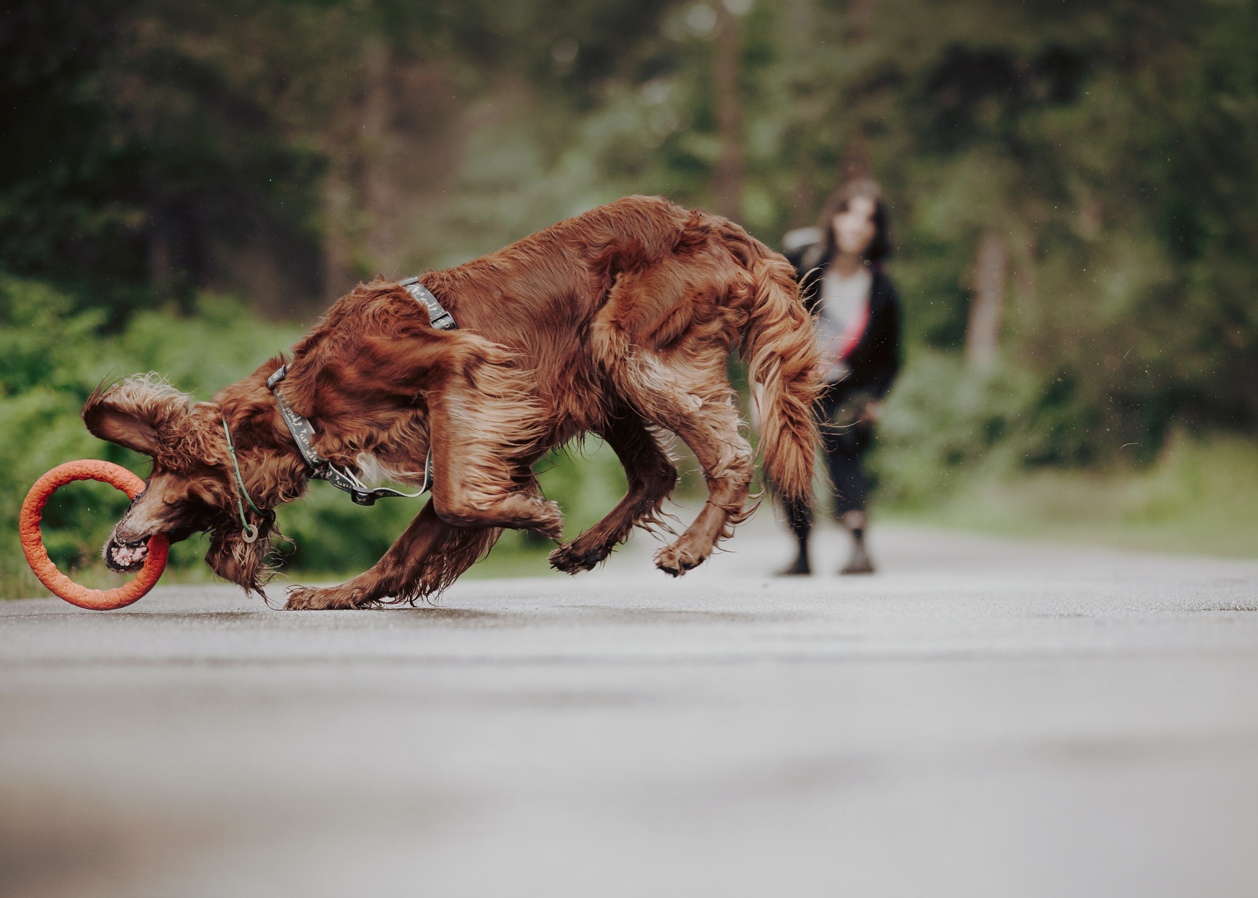 Рейн. Фотограф- анималист Александра Матвеева