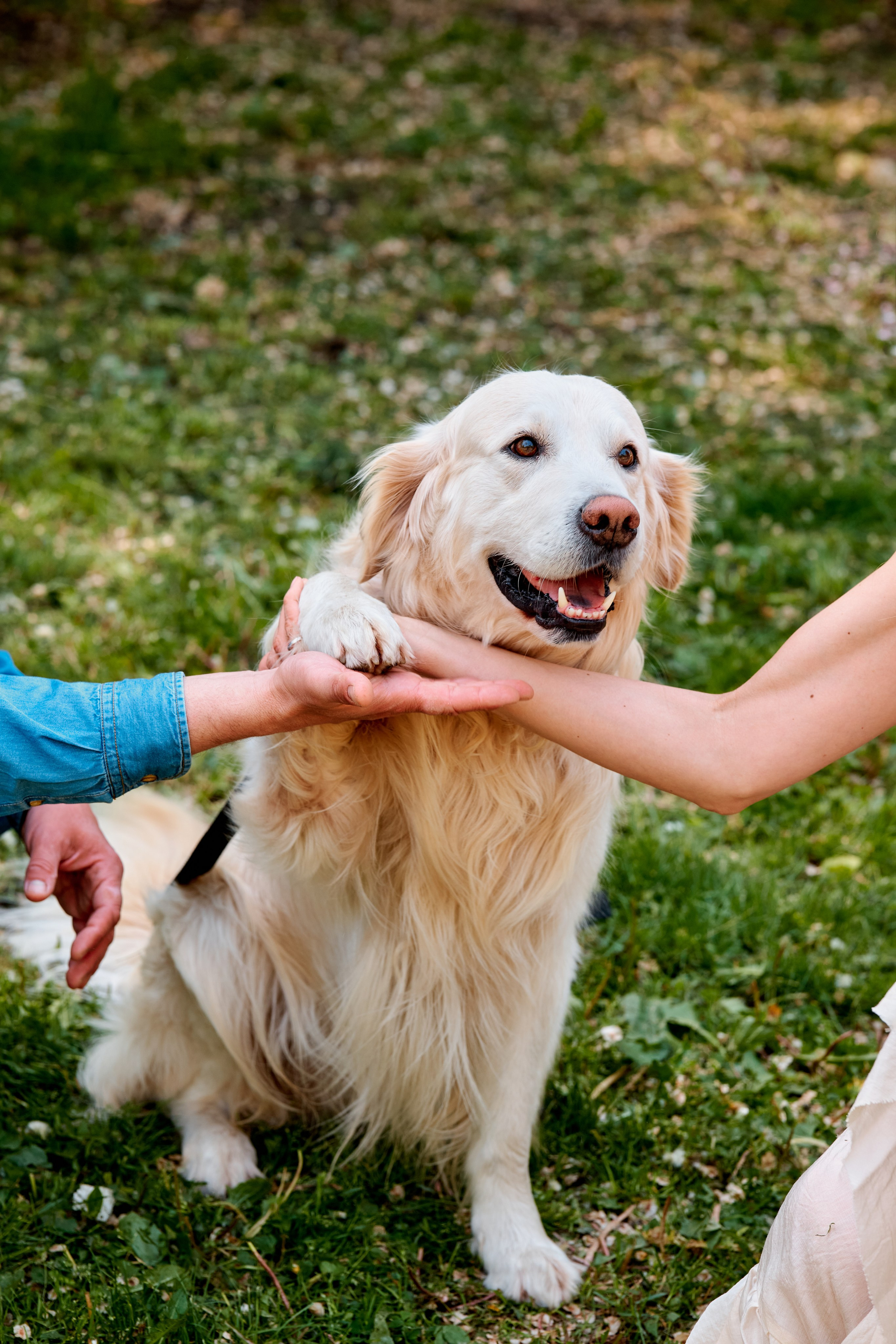 Семейная фотосессия в парке им. Горького. Фотограф Таганрог Анна Трайжон