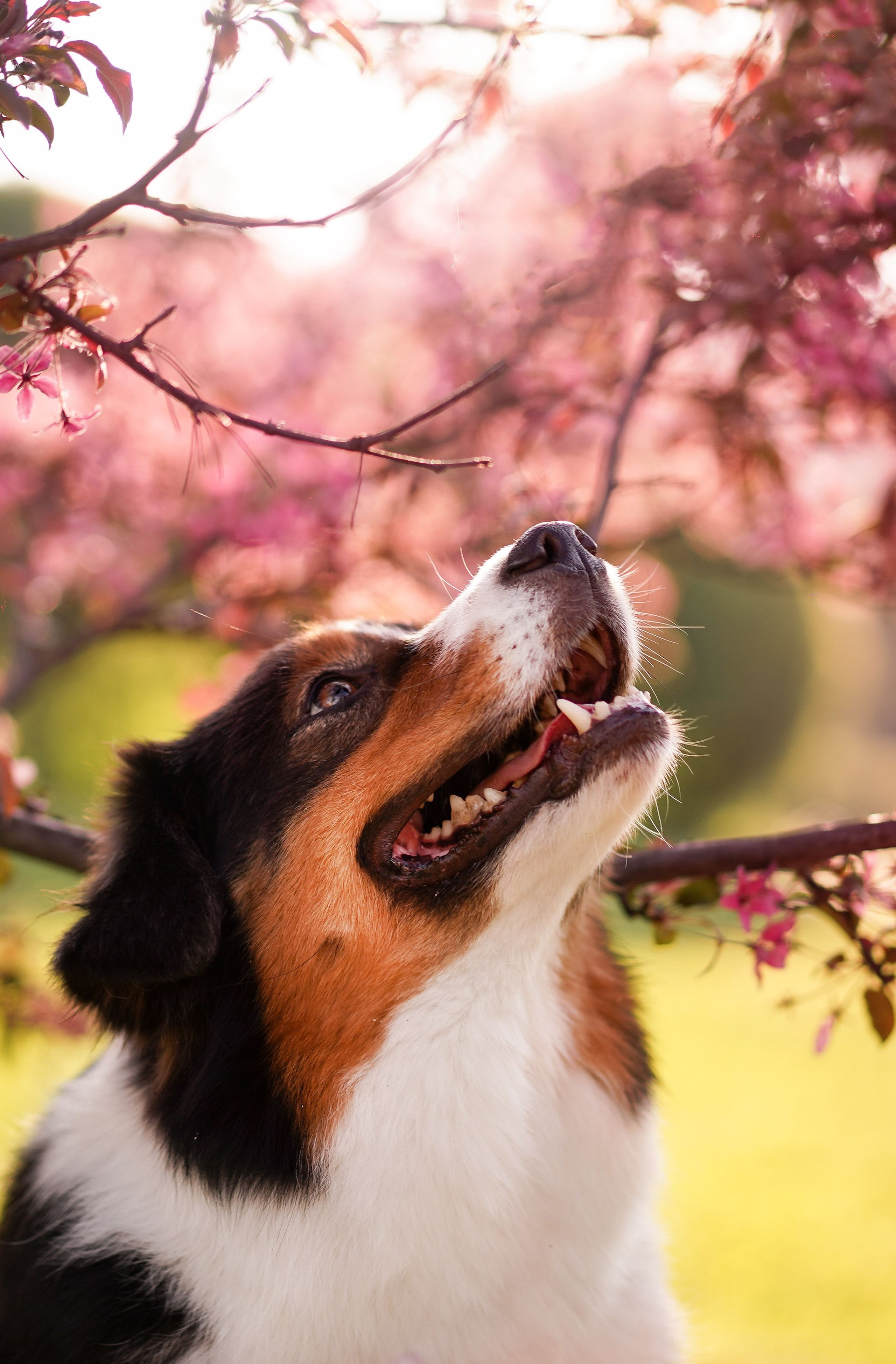 Аусси в Яблоневом саду. Фотограф-анималист в Санкт-Петербурге Яна Мартынова