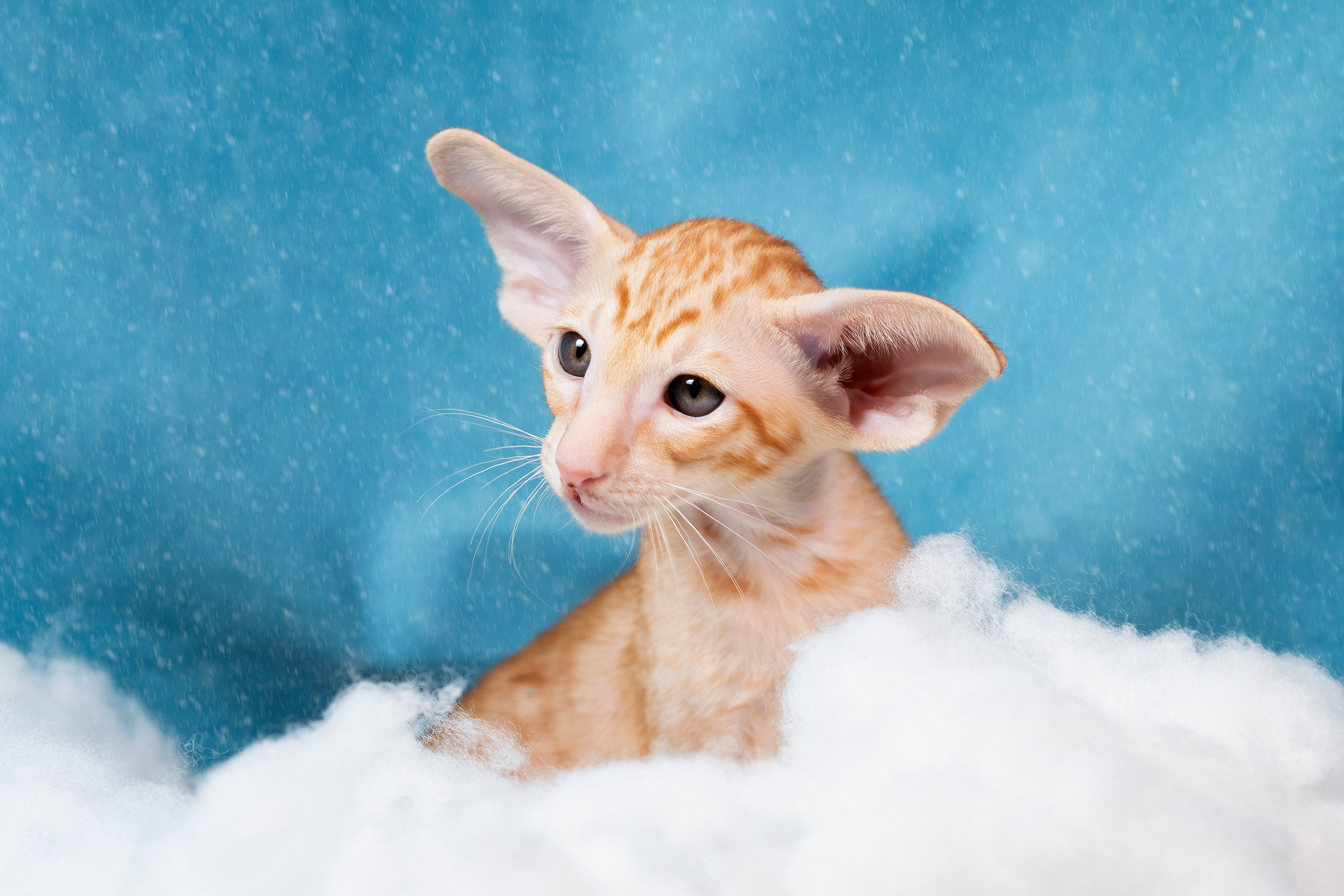 Заводчик Юлия Панова. Творческий фотограф Вологда