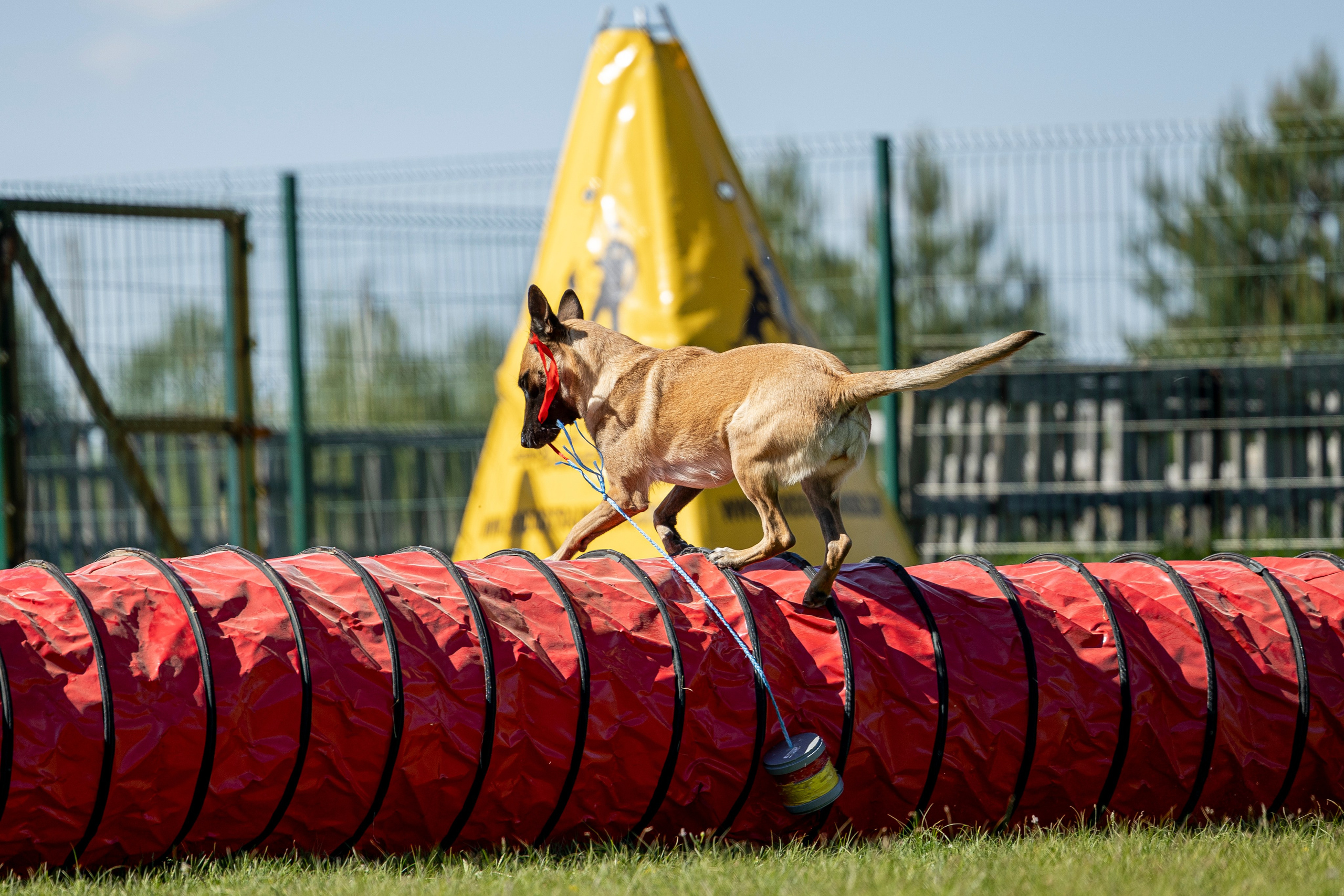 Испытания по мондьорингу в Нижнем Новгороде. Фотограф-анималист Анна Маринич