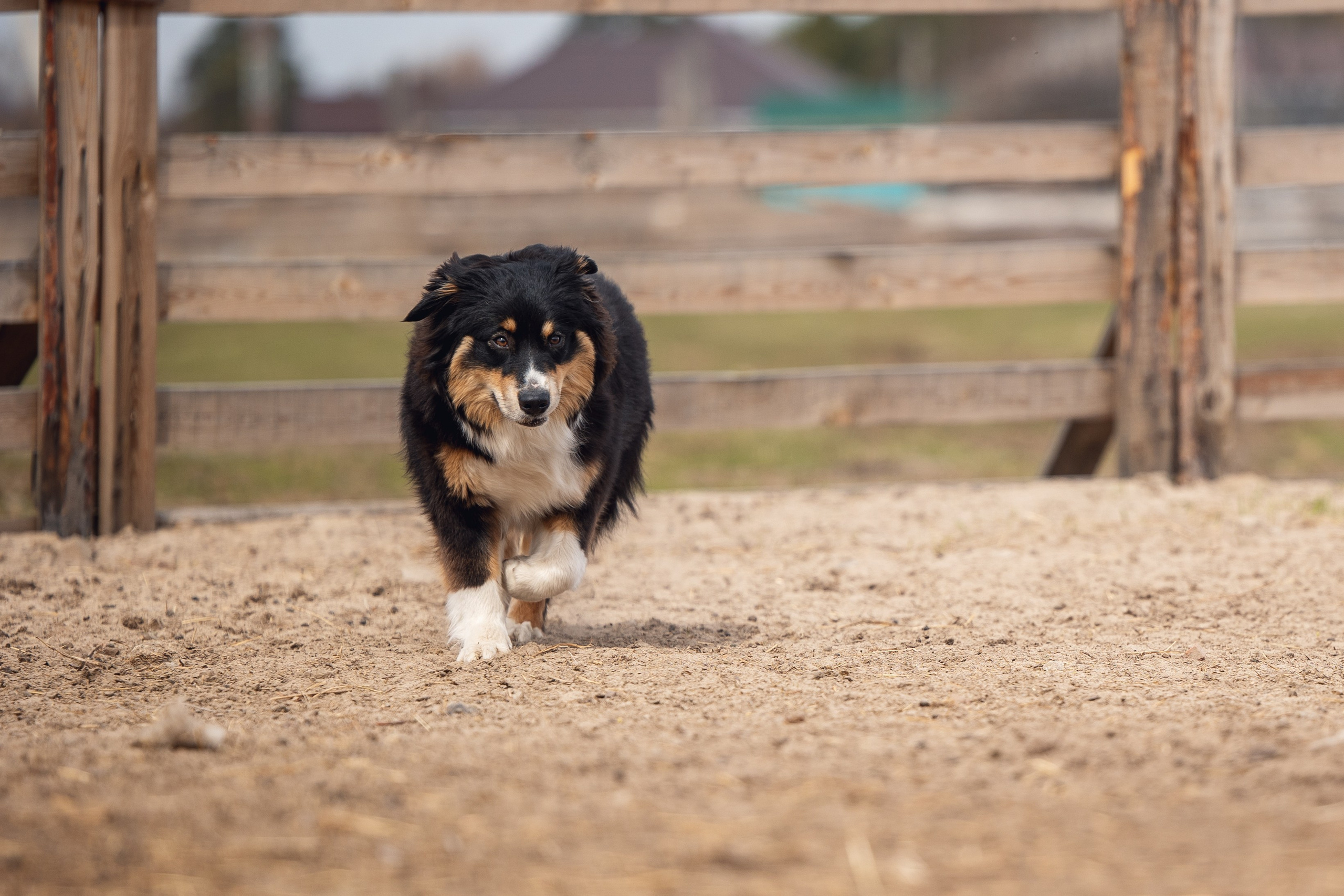 Ночь. YULA KOLESOVA | Фотограф — Анималист | Художник | Тюмень