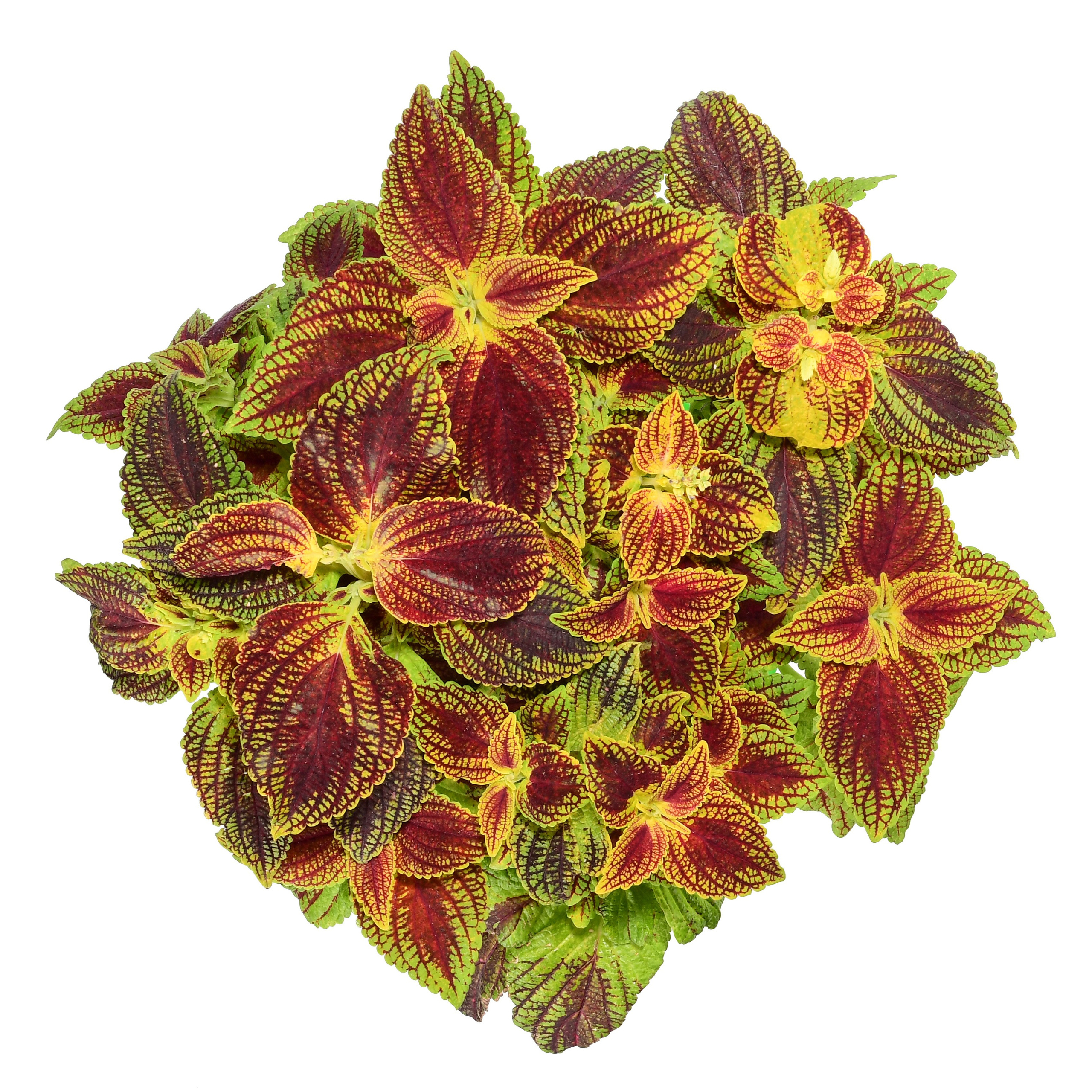 съемка комнатных растений