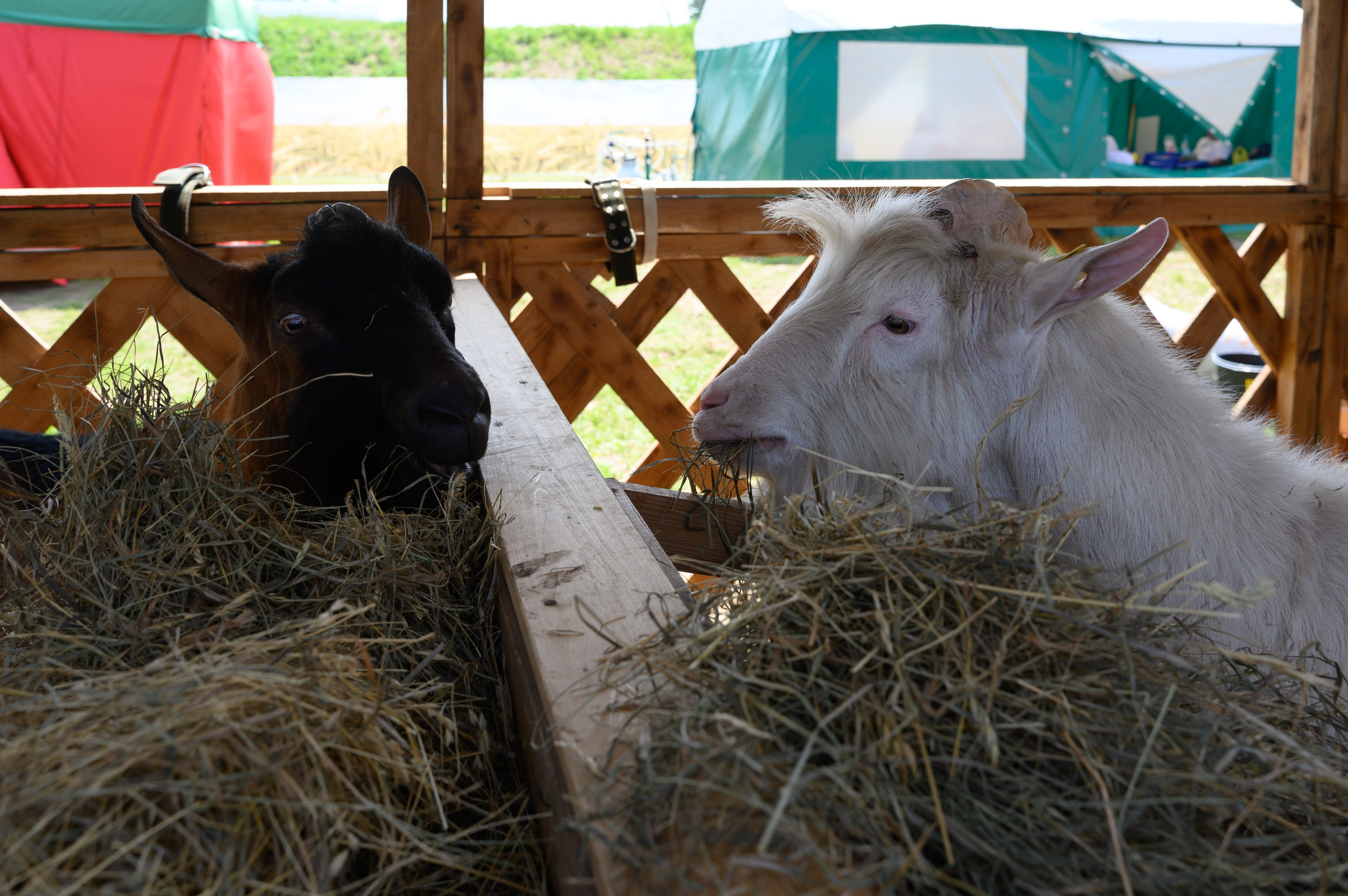 Агровыставка. Фотоуслуги, услуги фотографа, фотографирование важных событий