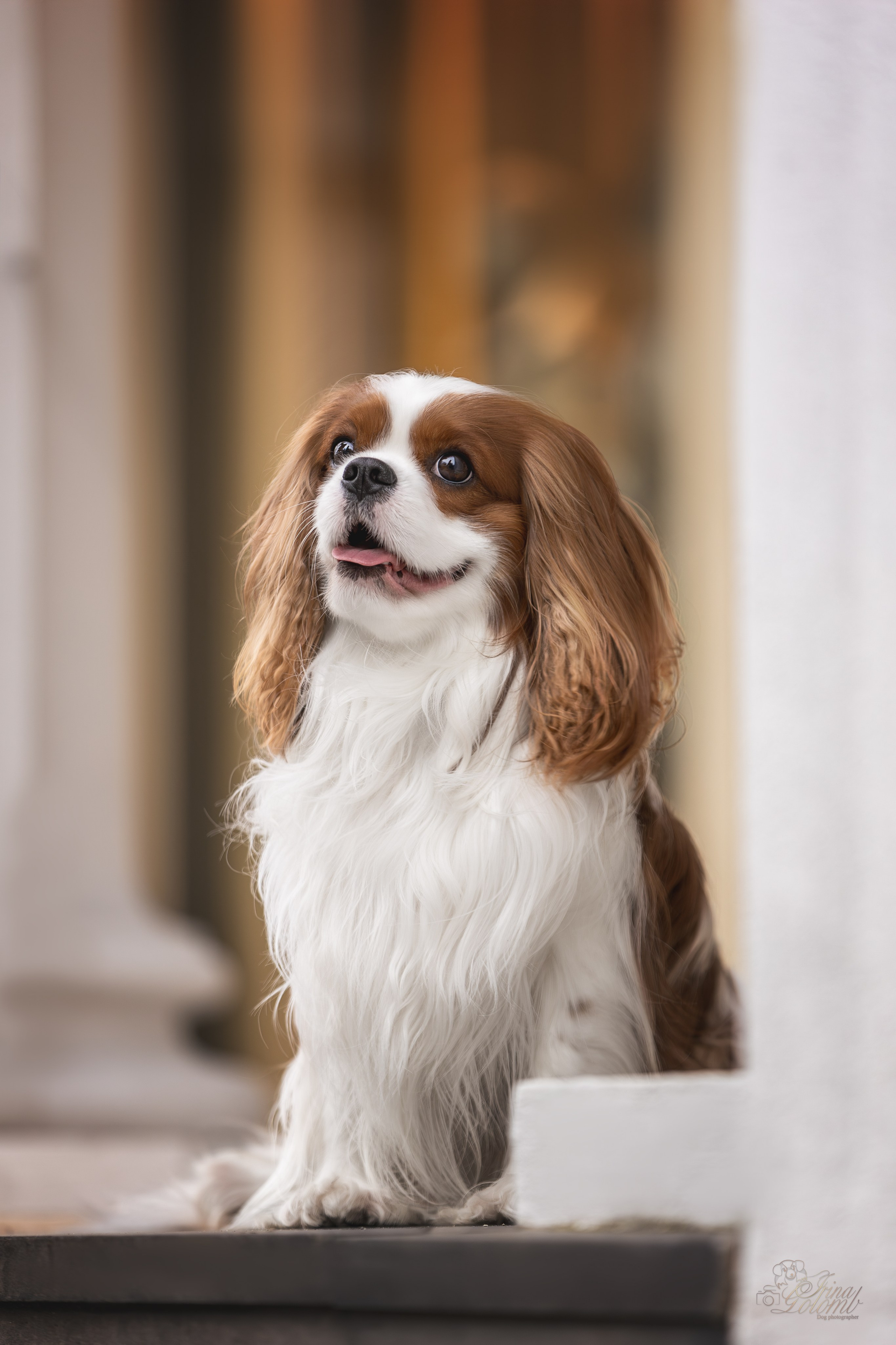 Симба, ККЧС. Ирина Голомб|Фотограф-анималист в  Сочи и Калининграде