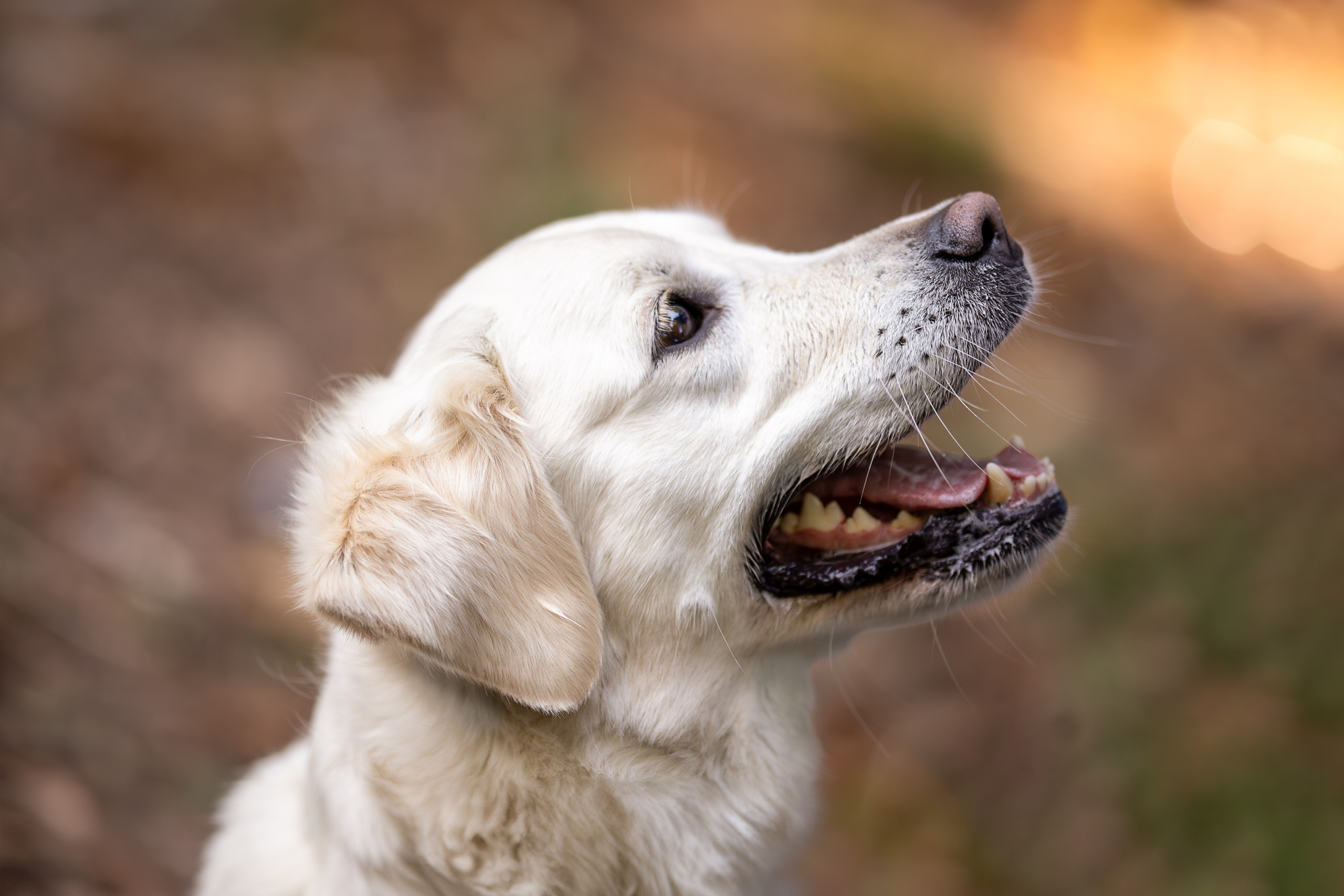 Асти, Делфи и Фреска, Голден Ретриверы. Ирина Голомб|Фотограф-анималист в  Сочи и Калининграде