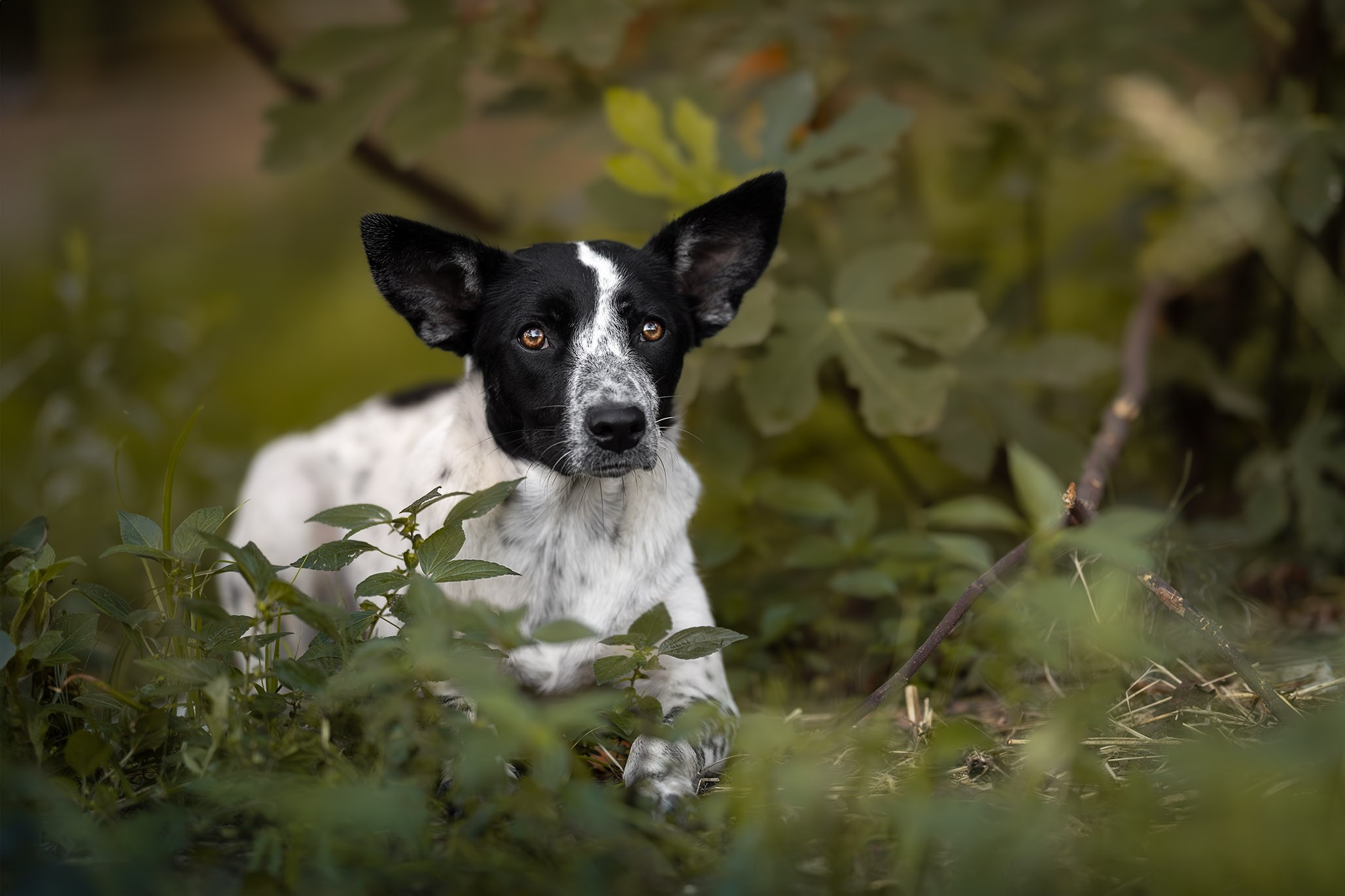 Кураторские питомцы из Веселого. Ирина Голомб|Фотограф-анималист в  Сочи и Калининграде