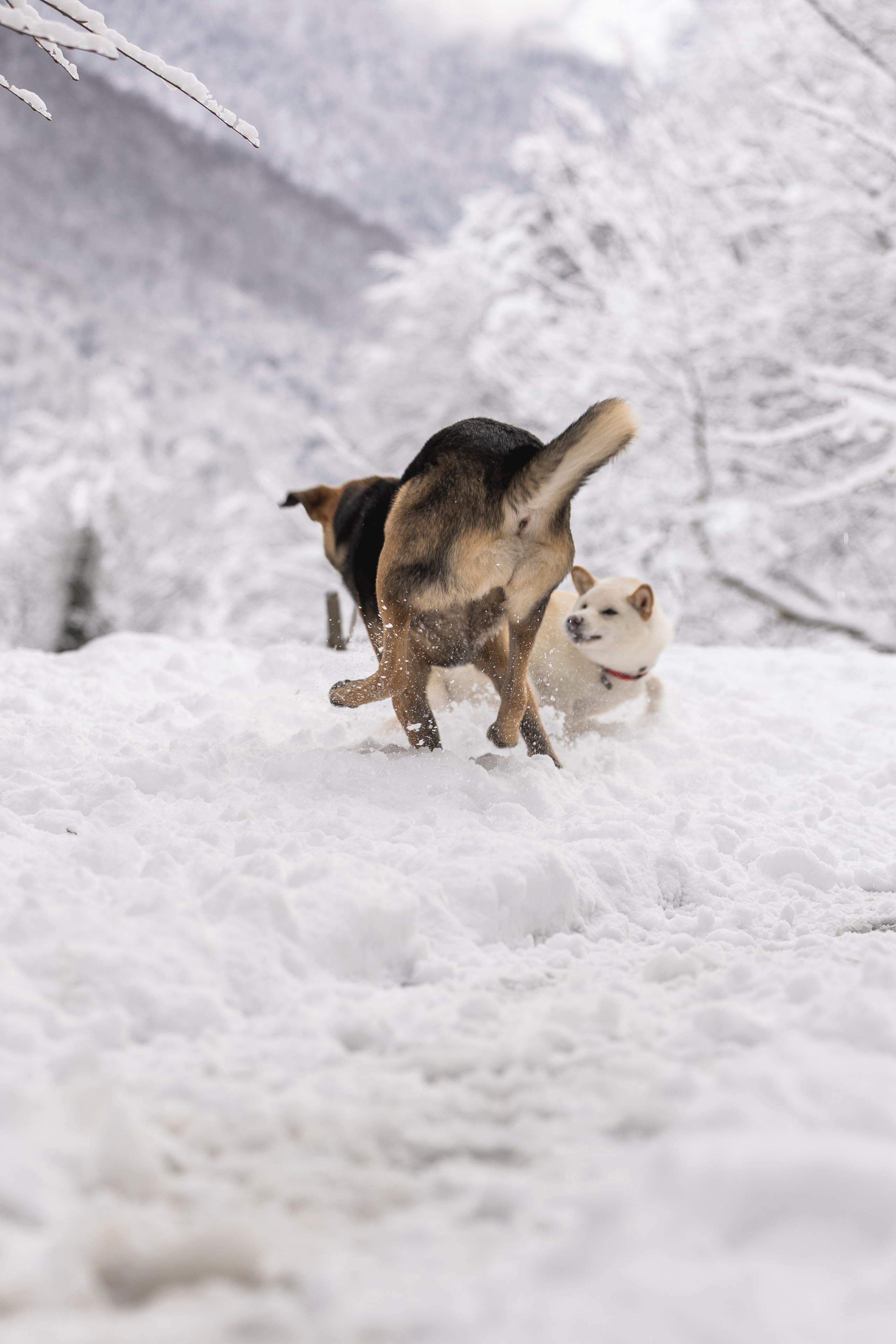 Догтуса Тропа Ефремова. Ирина Голомб|Фотограф-анималист в  Сочи и Калининграде