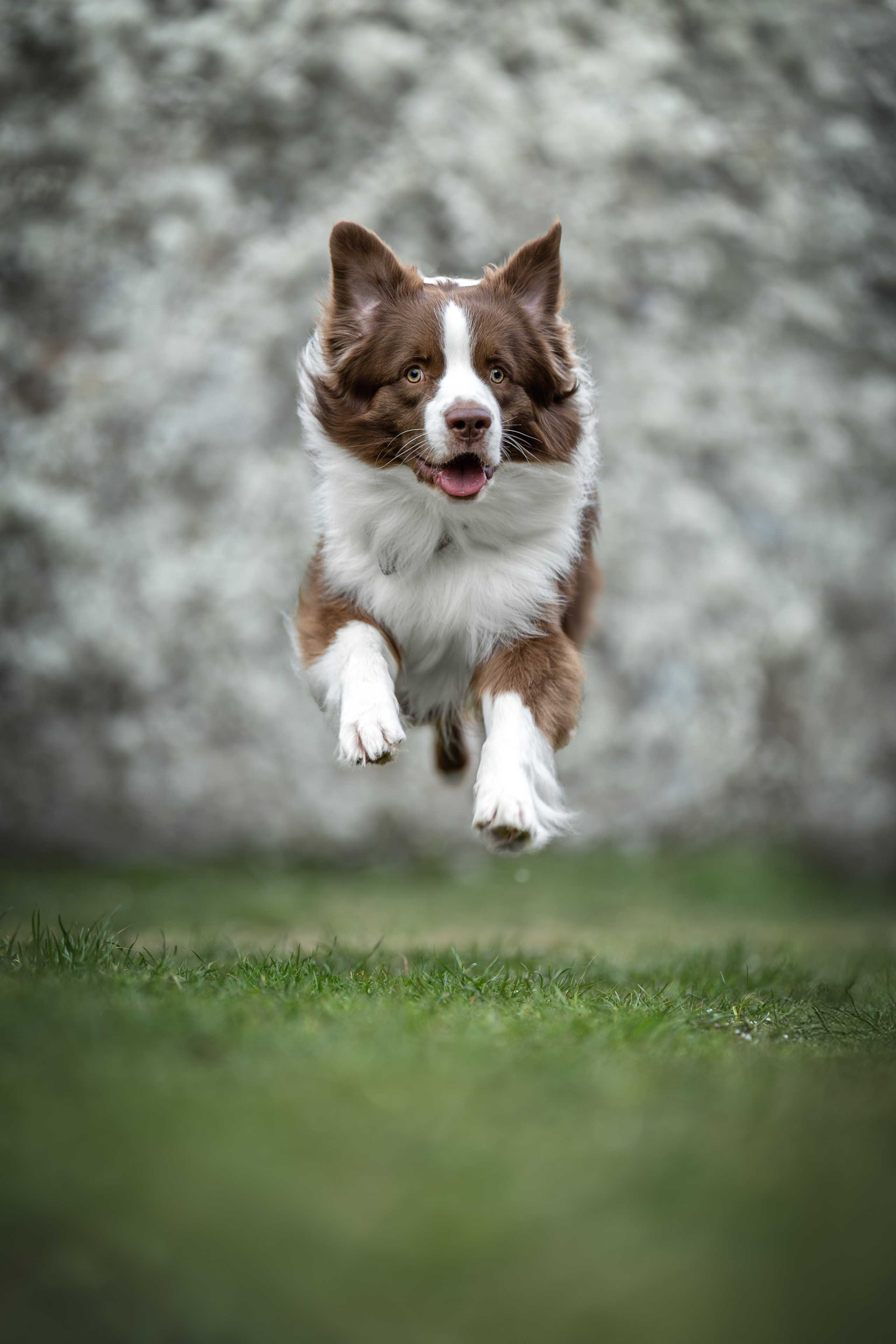 Дин, Австралийская Овчарка. Ирина Голомб|Фотограф-анималист в  Сочи и Калининграде