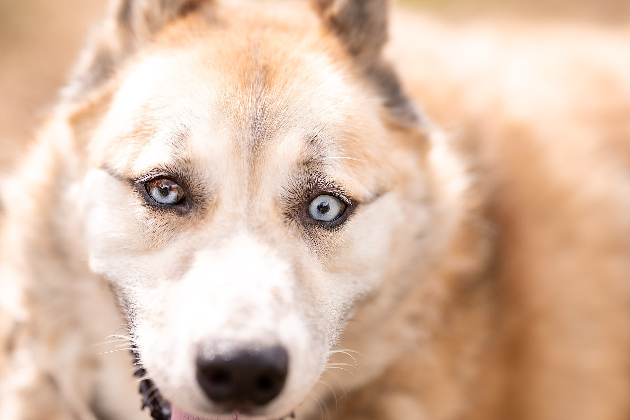 Приют Бим. Ирина Голомб|Фотограф-анималист в  Сочи и Калининграде