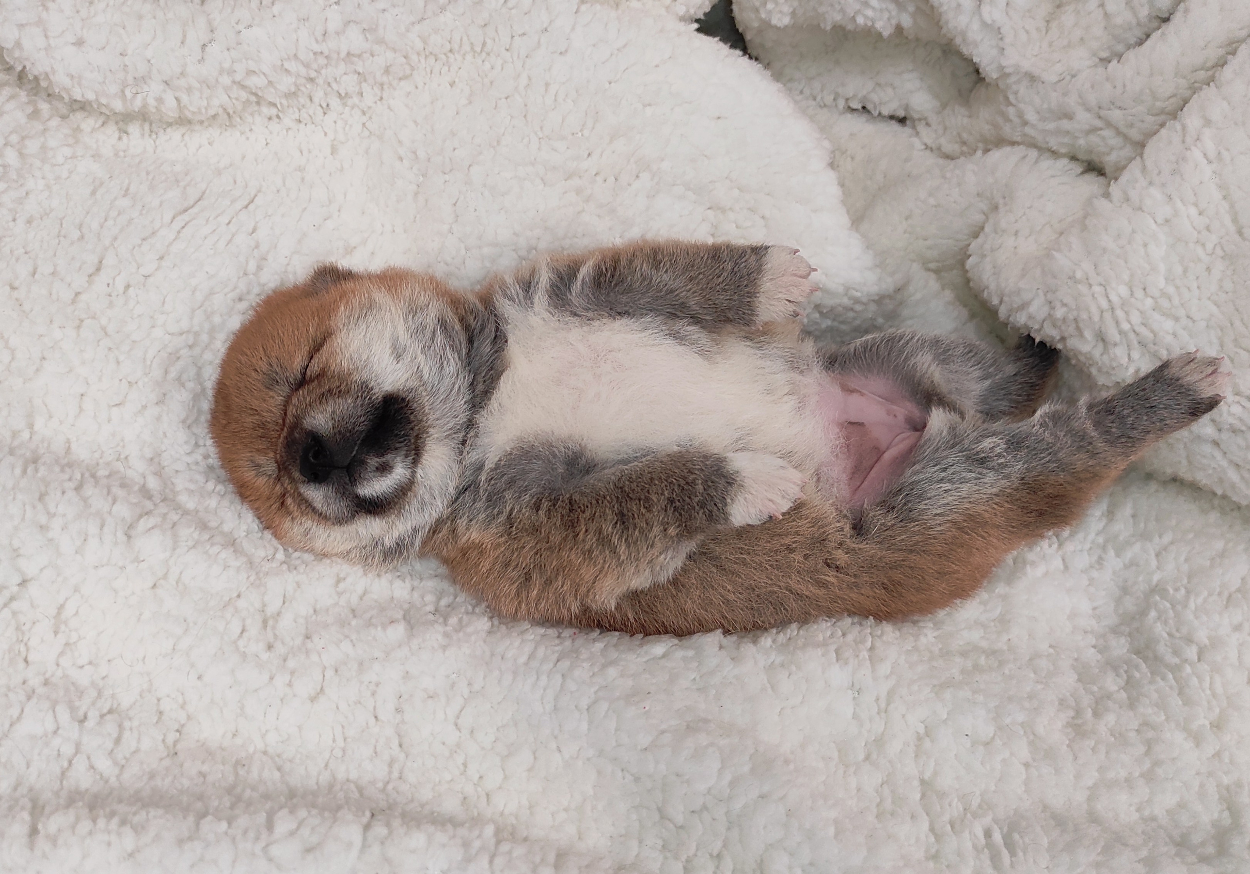 сиба питомник Рубилайт щенки на продажу rubylight  сиба щенки купить СПб Санкт-Петербург 