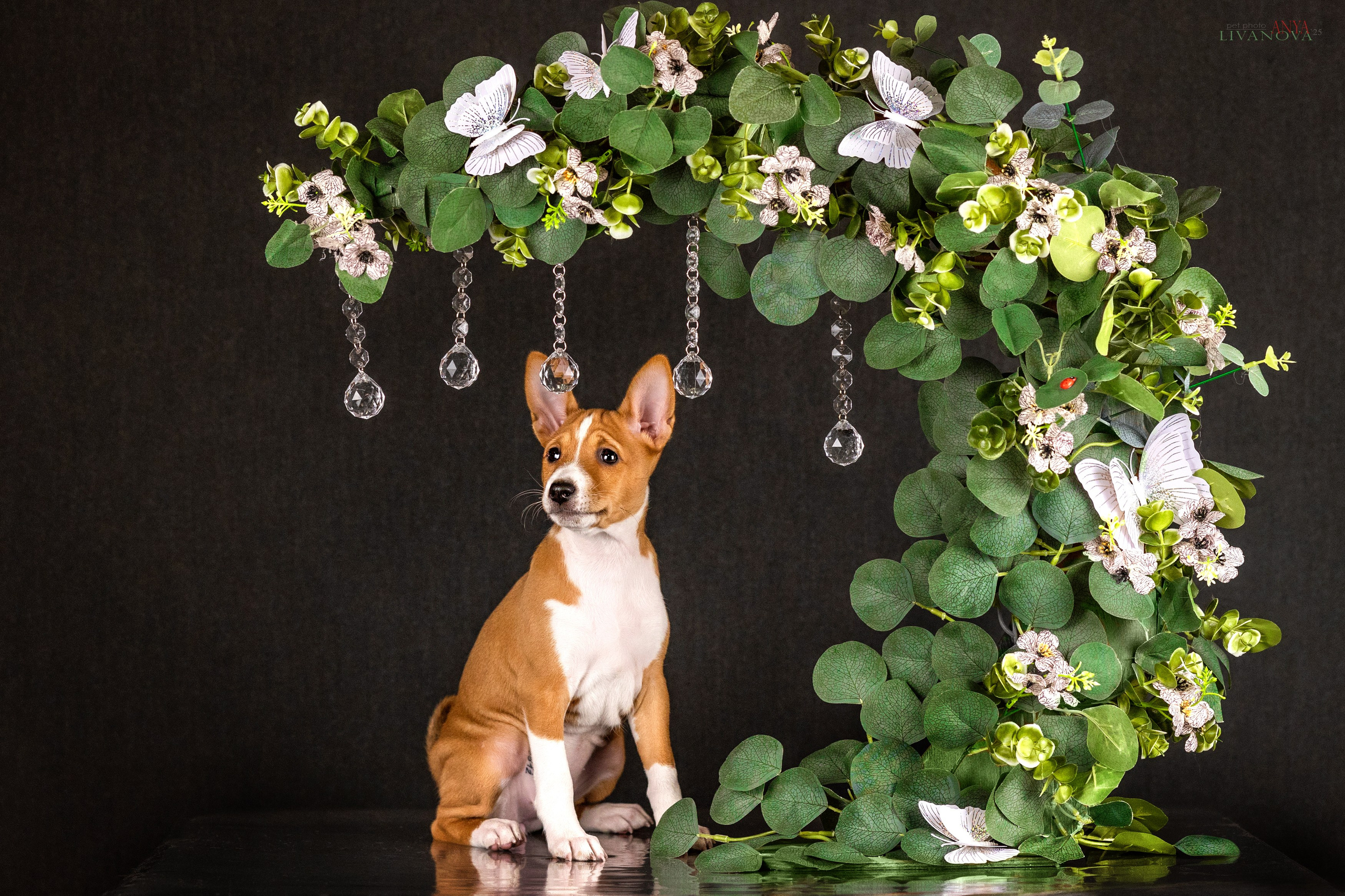 Басенджи. Фотограф анималист Аня Ливанова | Рыбинск