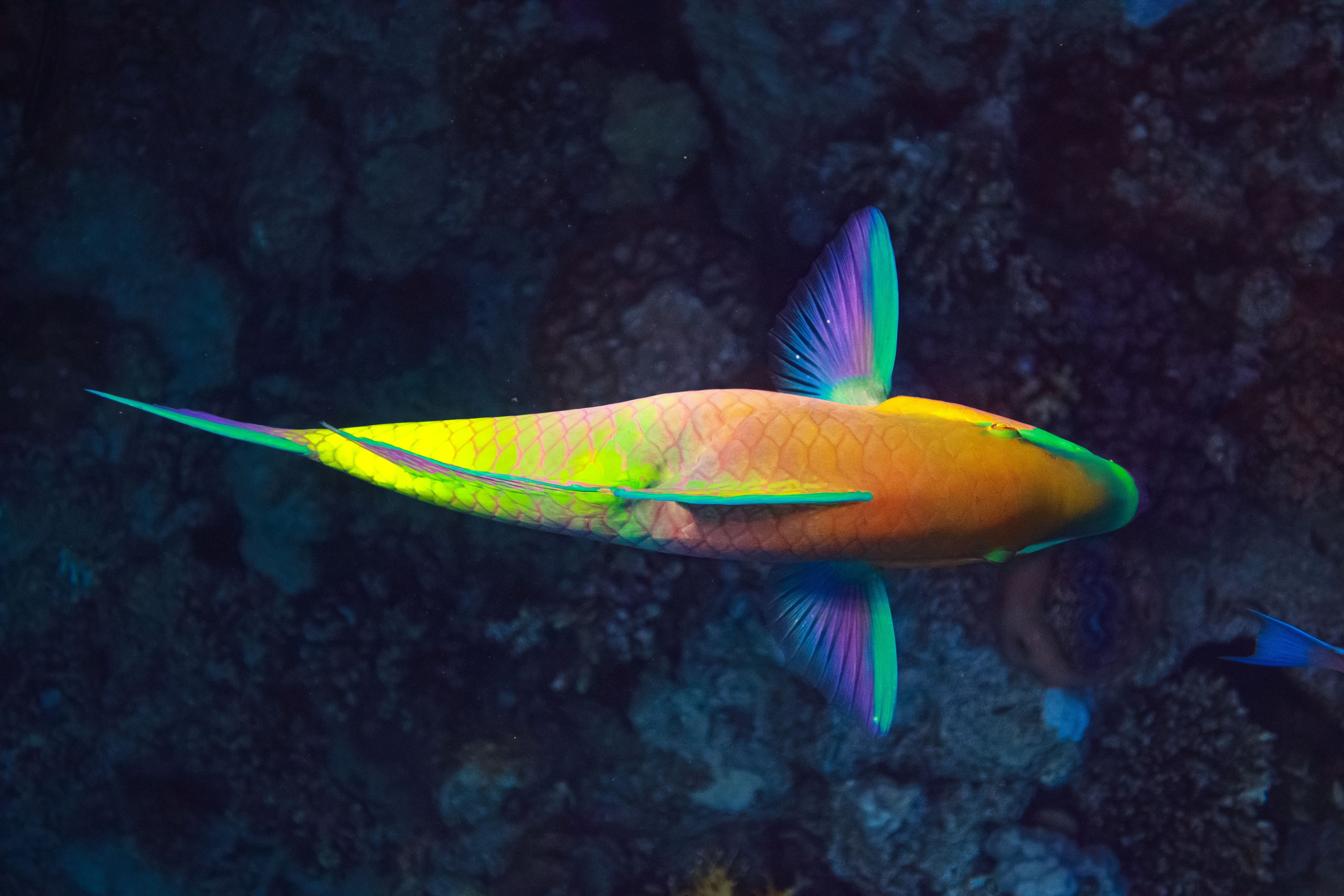 Fish. Фотограф Светлана Голицына