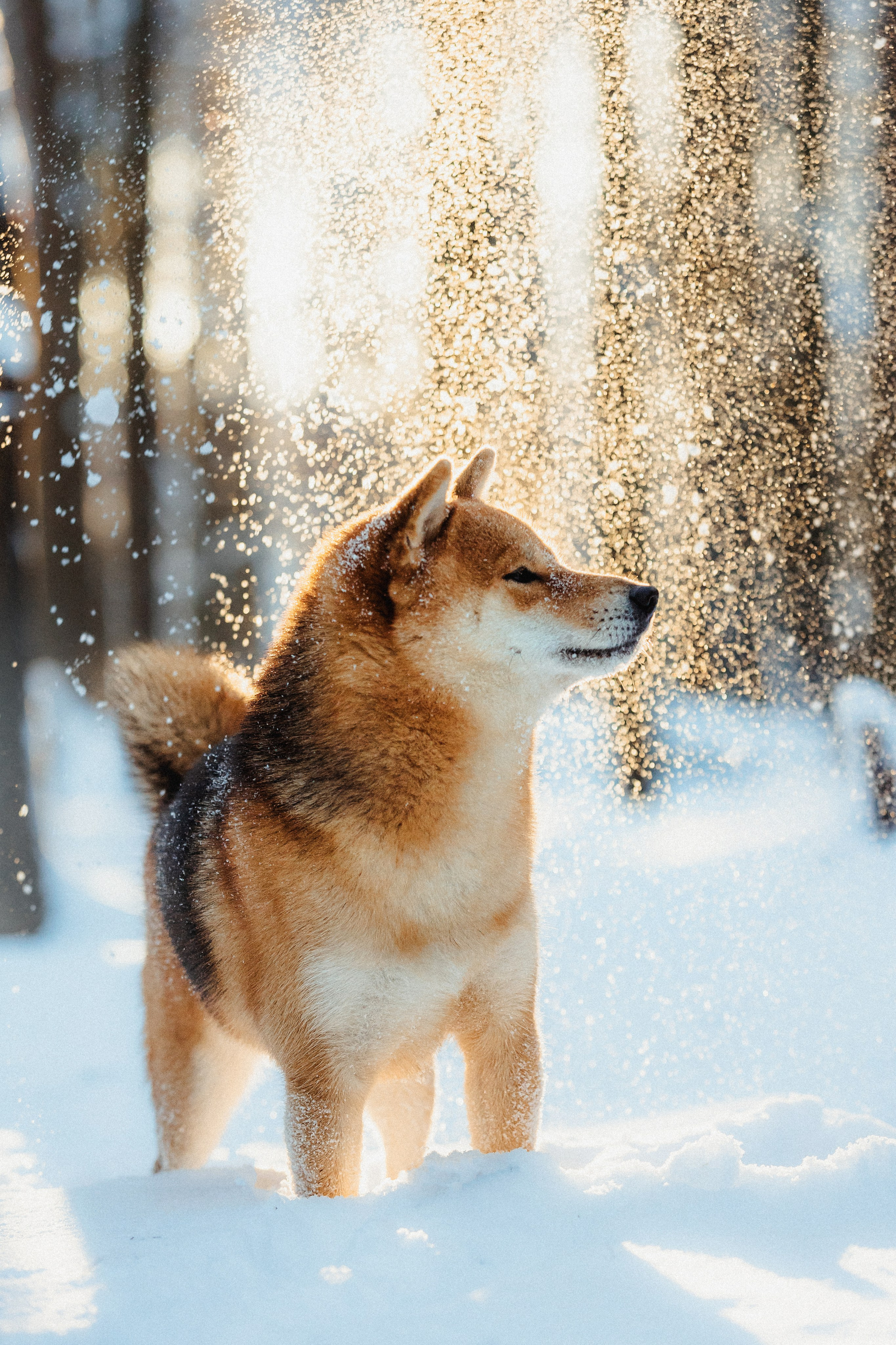 Шед, Цири и Ира