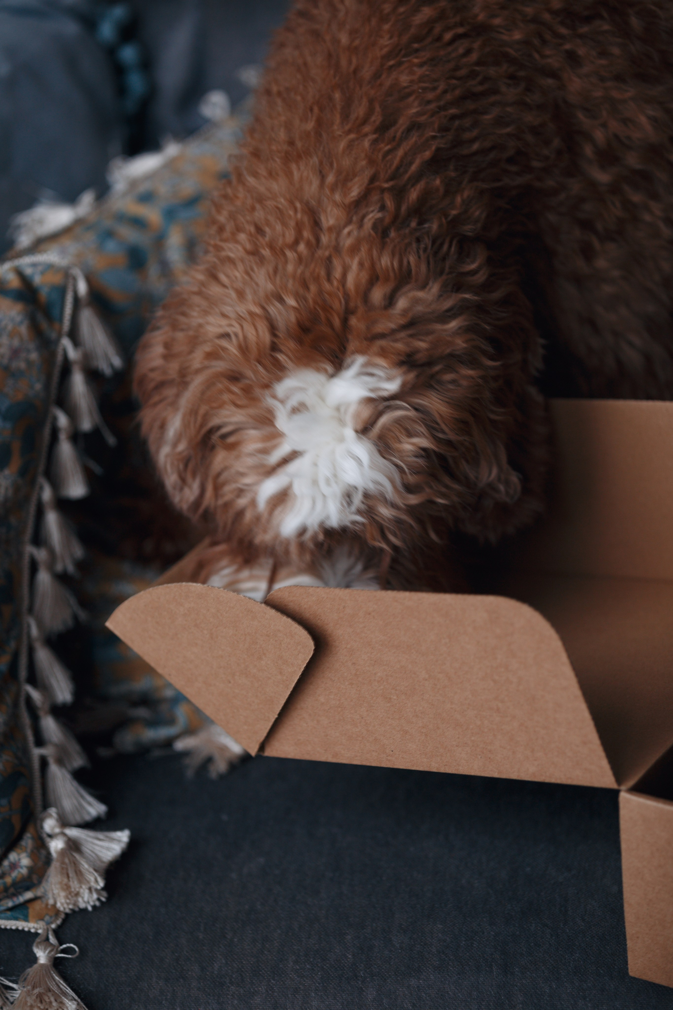 Bmbh лежанки и адресники. Фотограф анималист Кристина Карпова, Москва