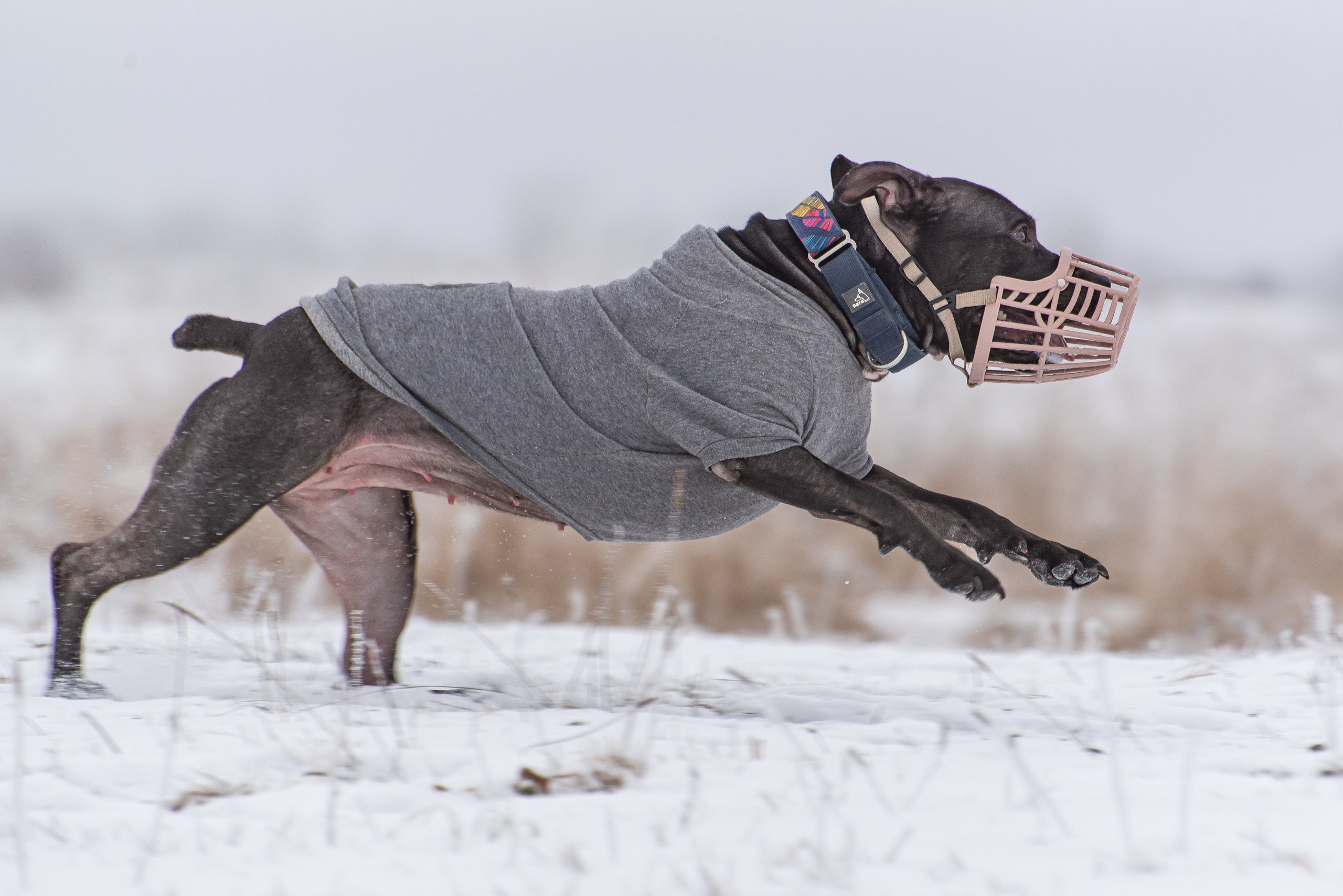 Бега за механической приманкой (Курсинг). Фотограф Макс Огурцов в Нижнем Новгороде