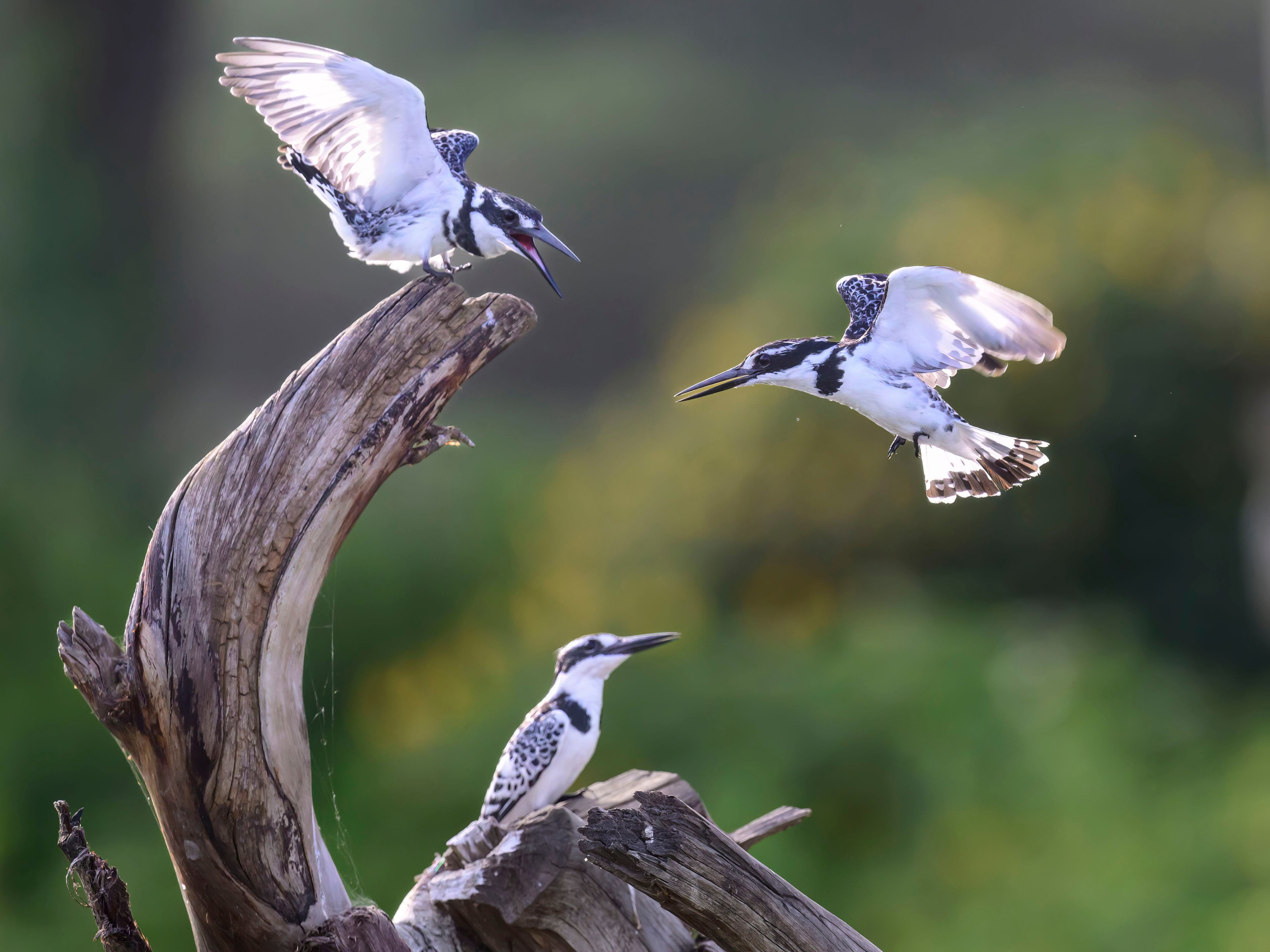 Кения. Wildlife photography by Sergey Puponin