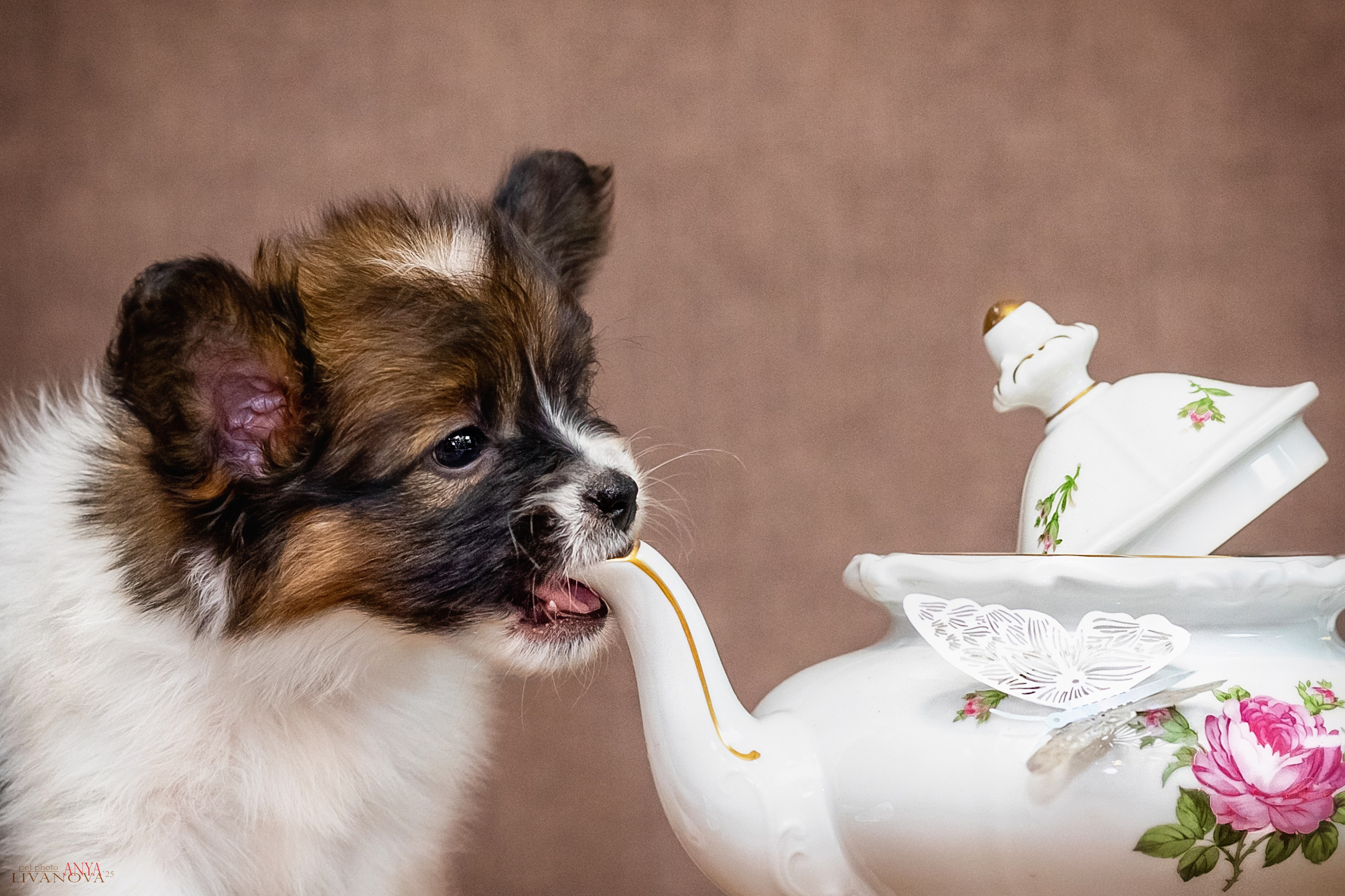 Папийончики. Фотограф анималист Аня Ливанова | Рыбинск