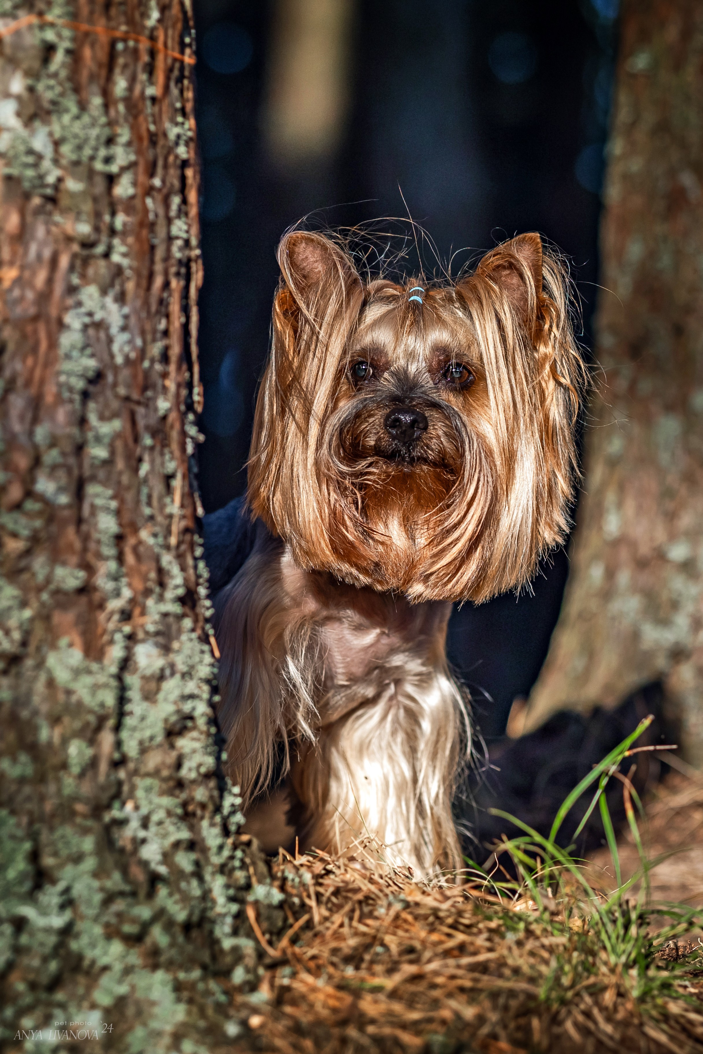 Катя и йорки. Фотограф анималист Аня Ливанова | Рыбинск