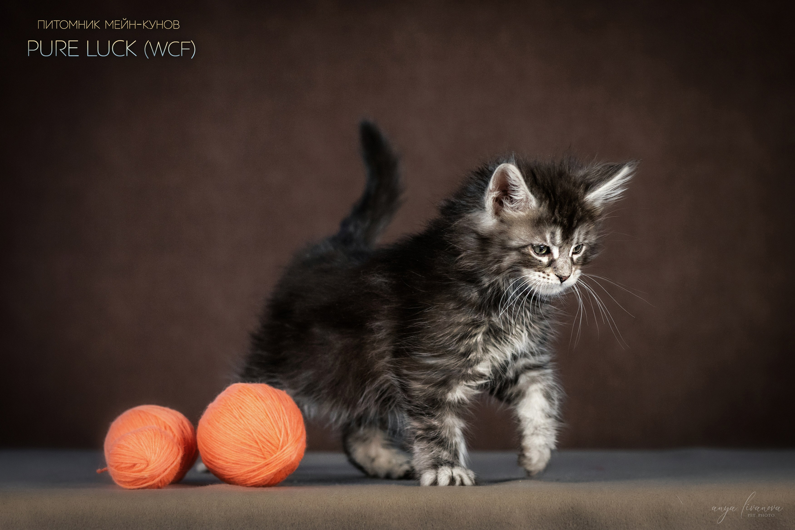 Мейнкуны. Фотограф анималист Аня Ливанова | Рыбинск