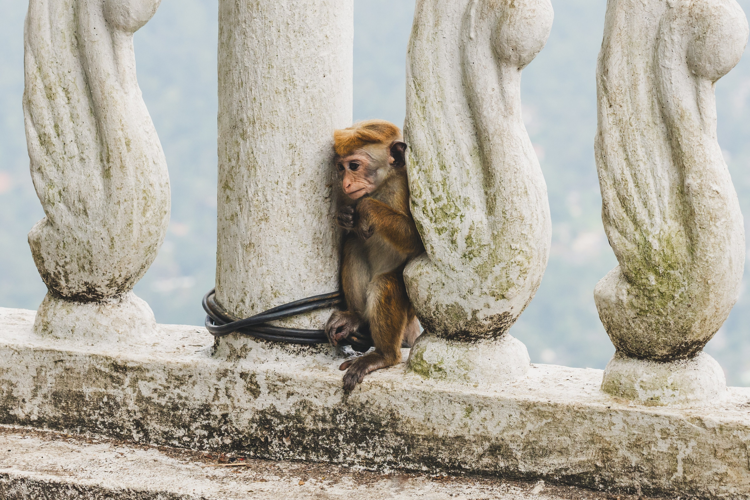 Шри-Ланка 2025. Легкая фотография