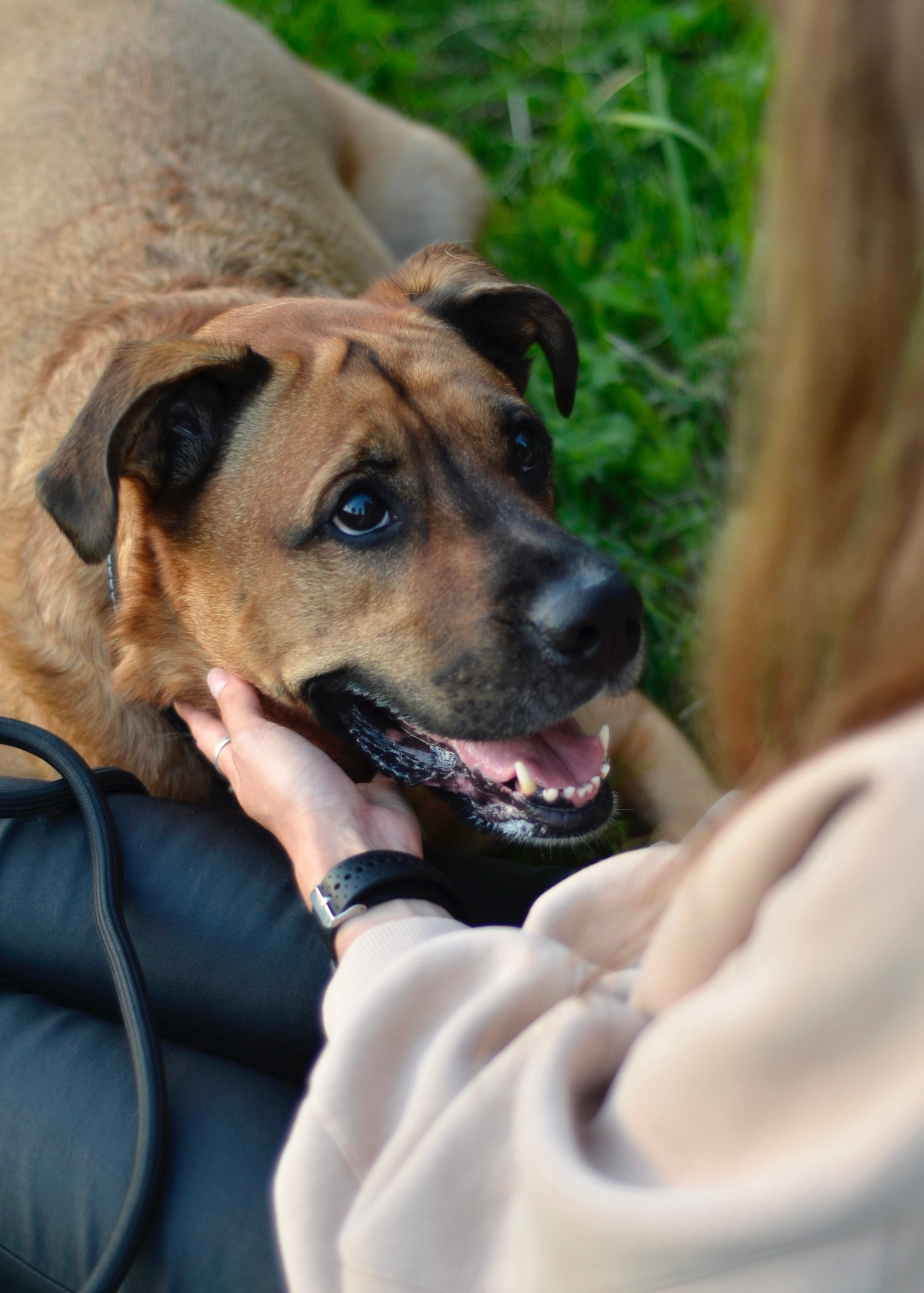 Прогулки с питомцами и без. Фотограф анималист