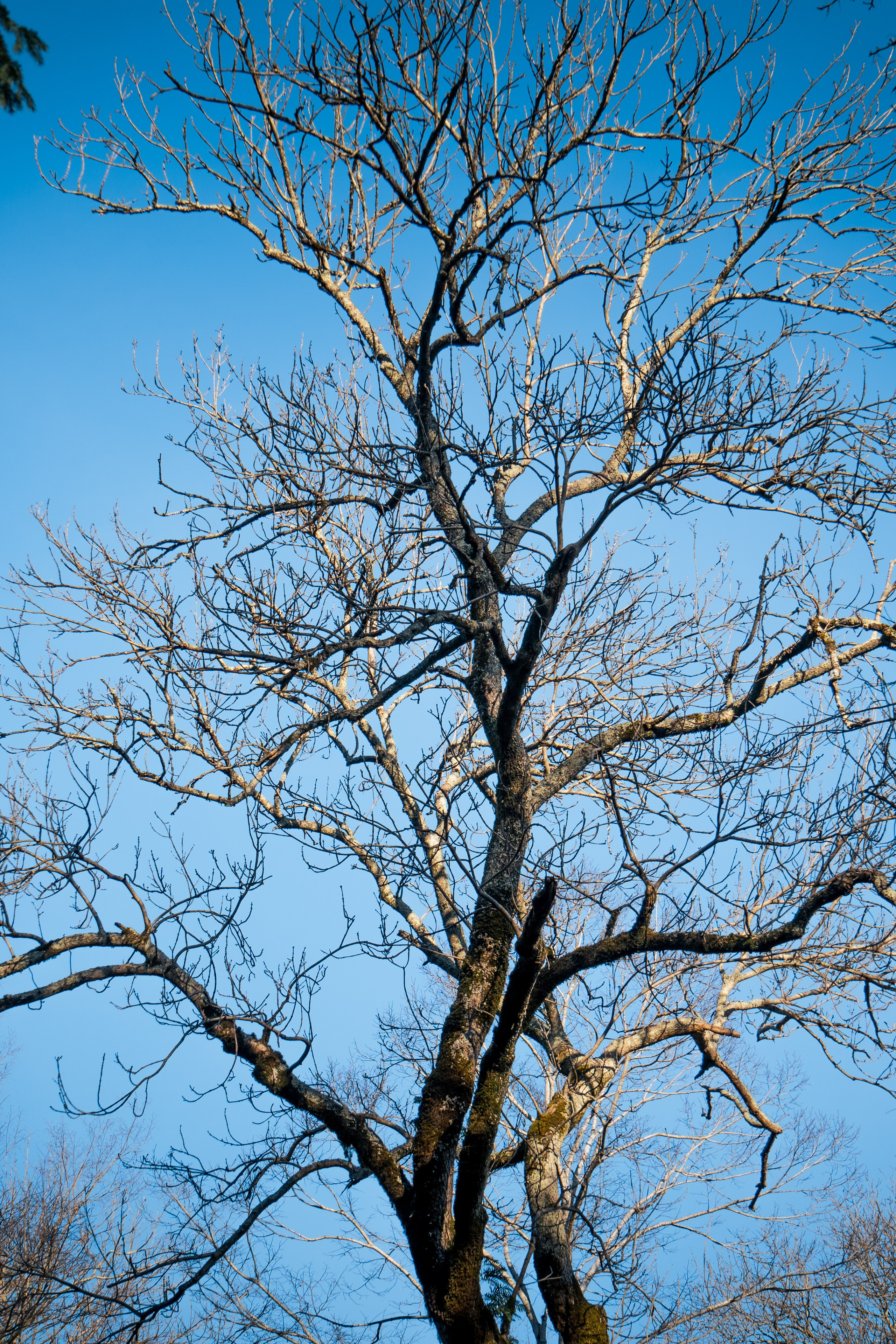 Тисо-самшитовая роща. Yaratezza production