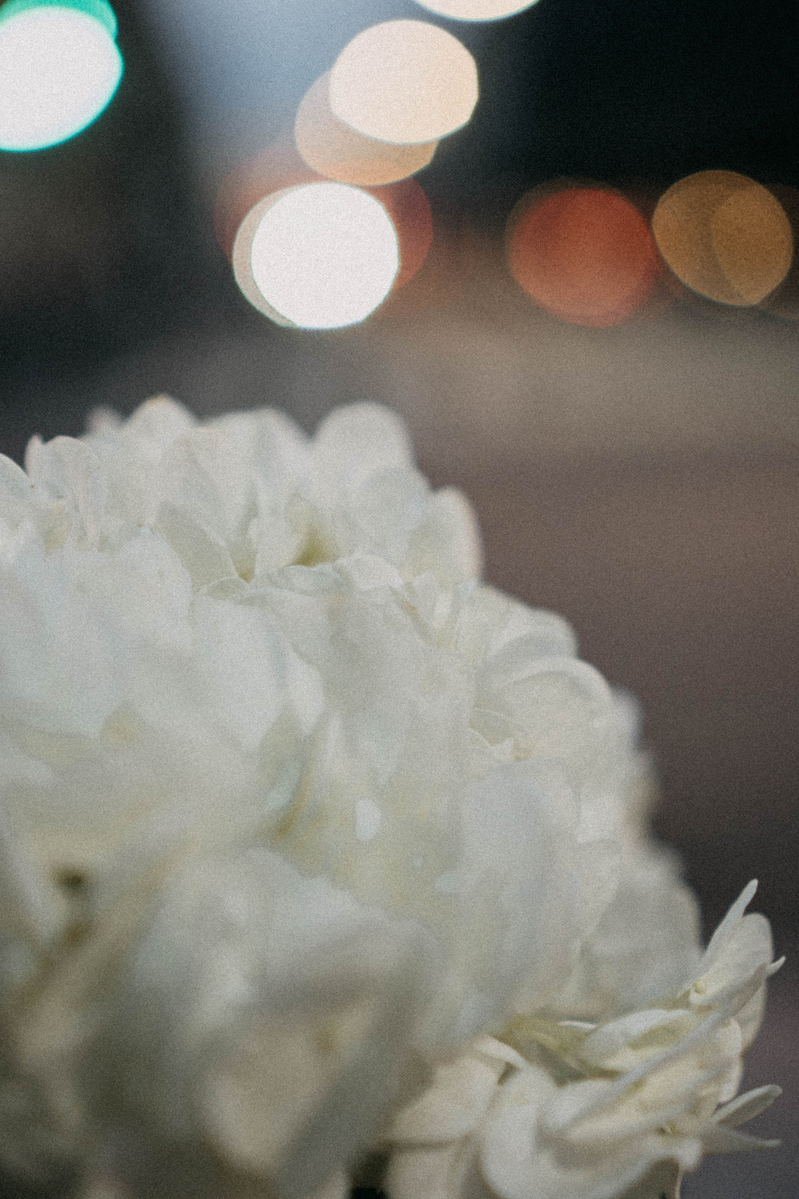 Осенняя. Профессиональный фотограф, Санкт-Петербург — Виктория Богомолова