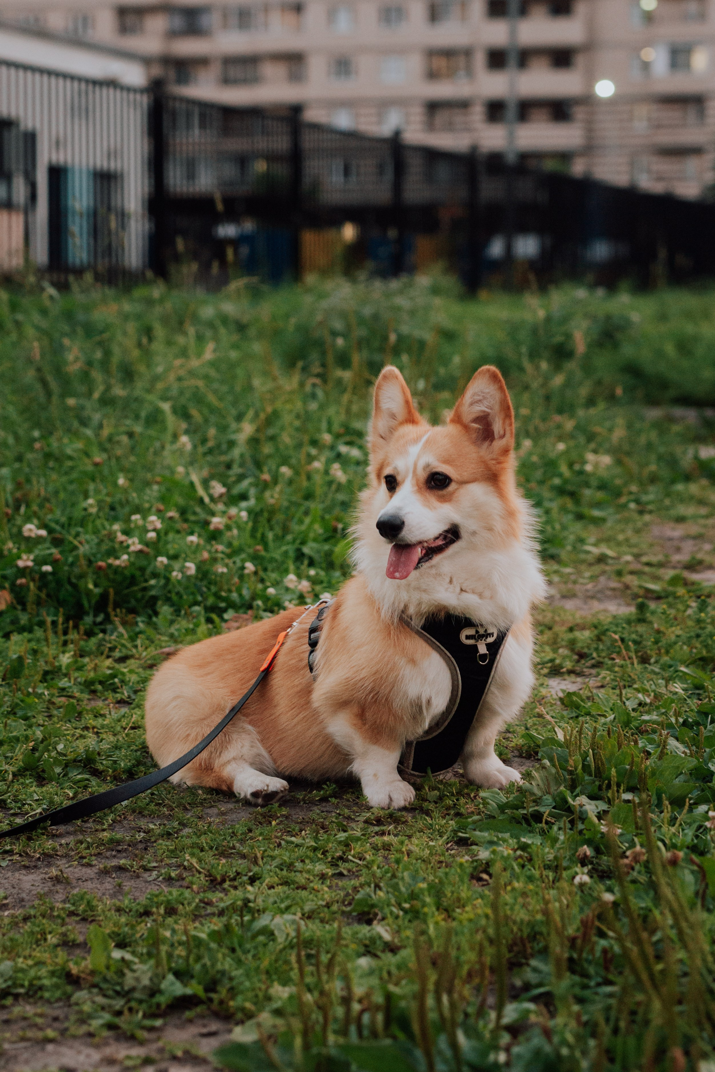 Фотовыходные с питомцами Мурино. Фотограф в Санкт-Петербурге и Ленинградской области